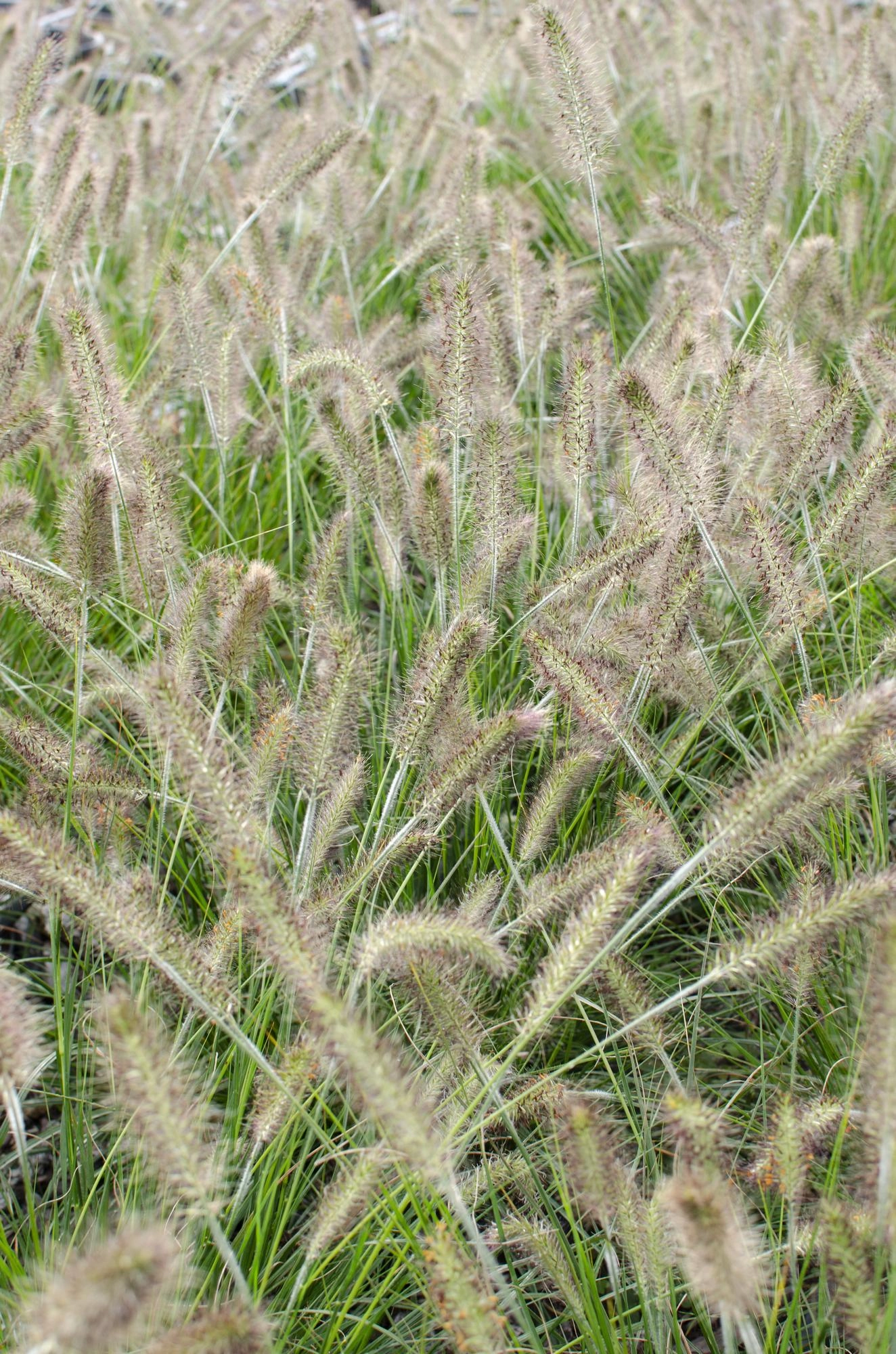 Pennisetum Alopecuroides "Hameln" - Lampenpolniengras