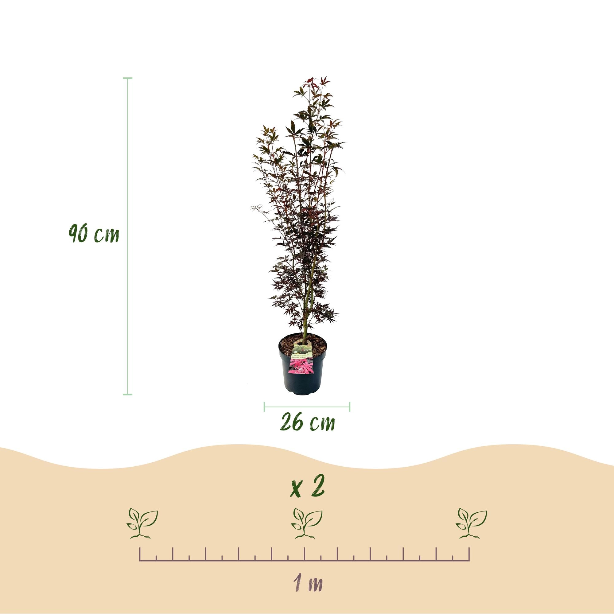 Green boutiQ - Gartenpflanze - Acer palmatum Skeeters Broom - Japanischer Ahorn - Laubabwerfend - Rot - 1 - Topf 26cm - Höhe 90cm Bild 3