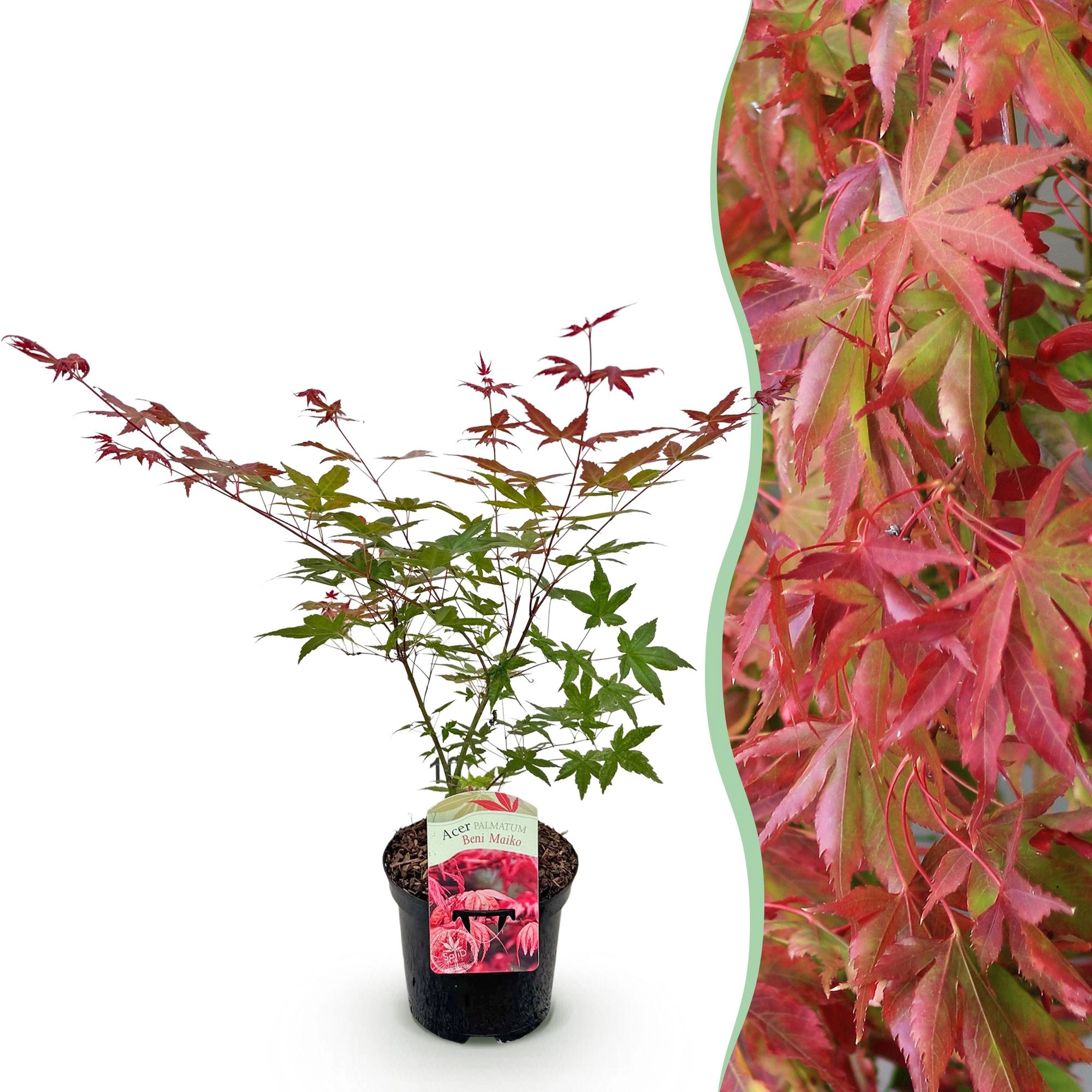 Balkonpflanze - Japanischer Ahorn - Acer palmatum Beni Maiko - Rot - 1 Pflanze - Laubabwerfend - Topf 19cm Höhe 70cm