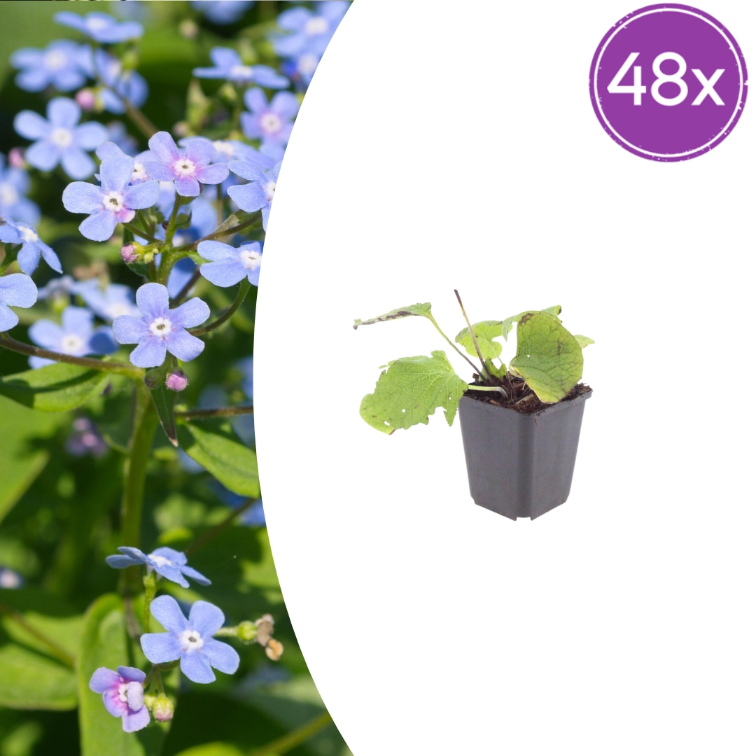 Brunnera macrophylla