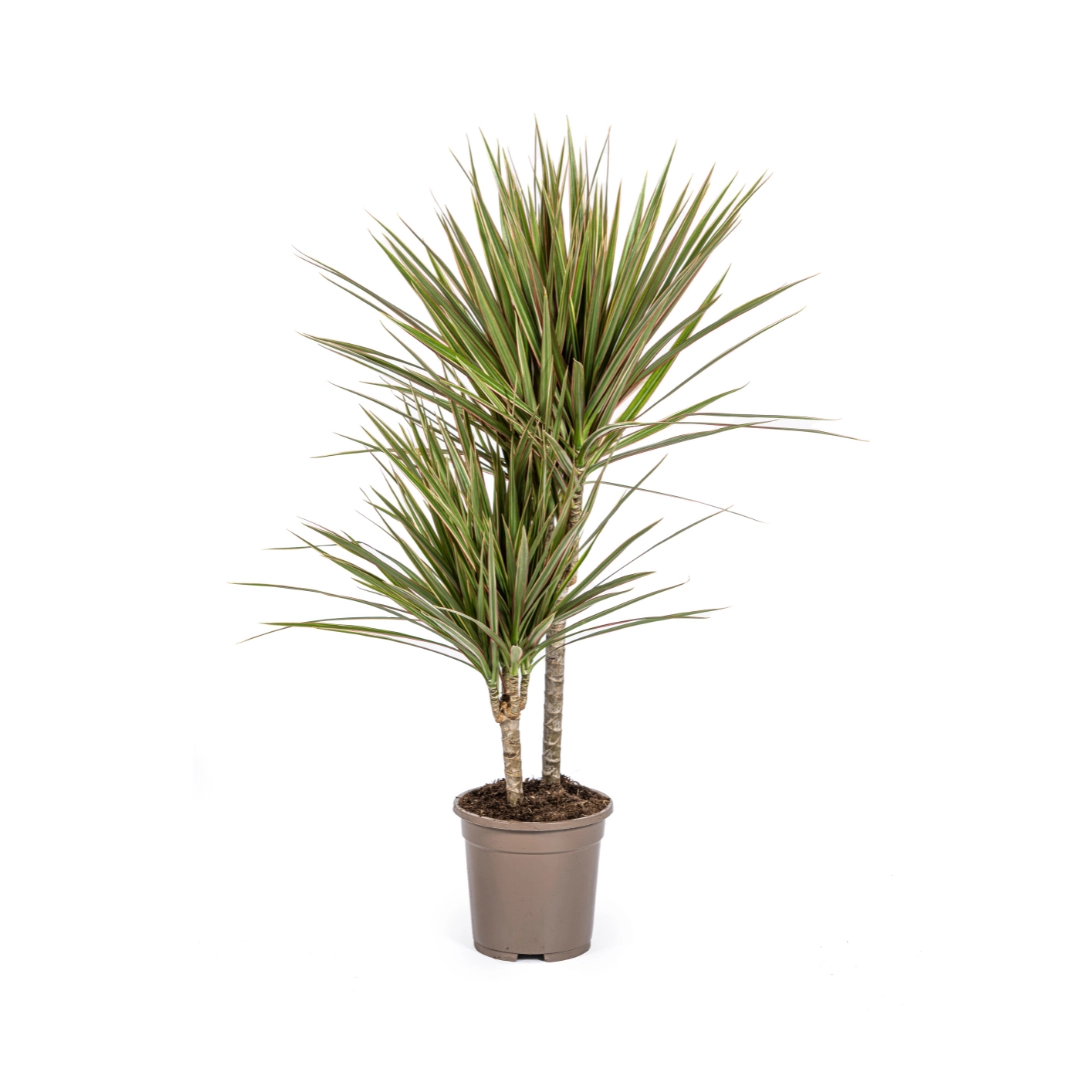 Dracaena Marginata Bicolor – Elegante Zimmerpflanze