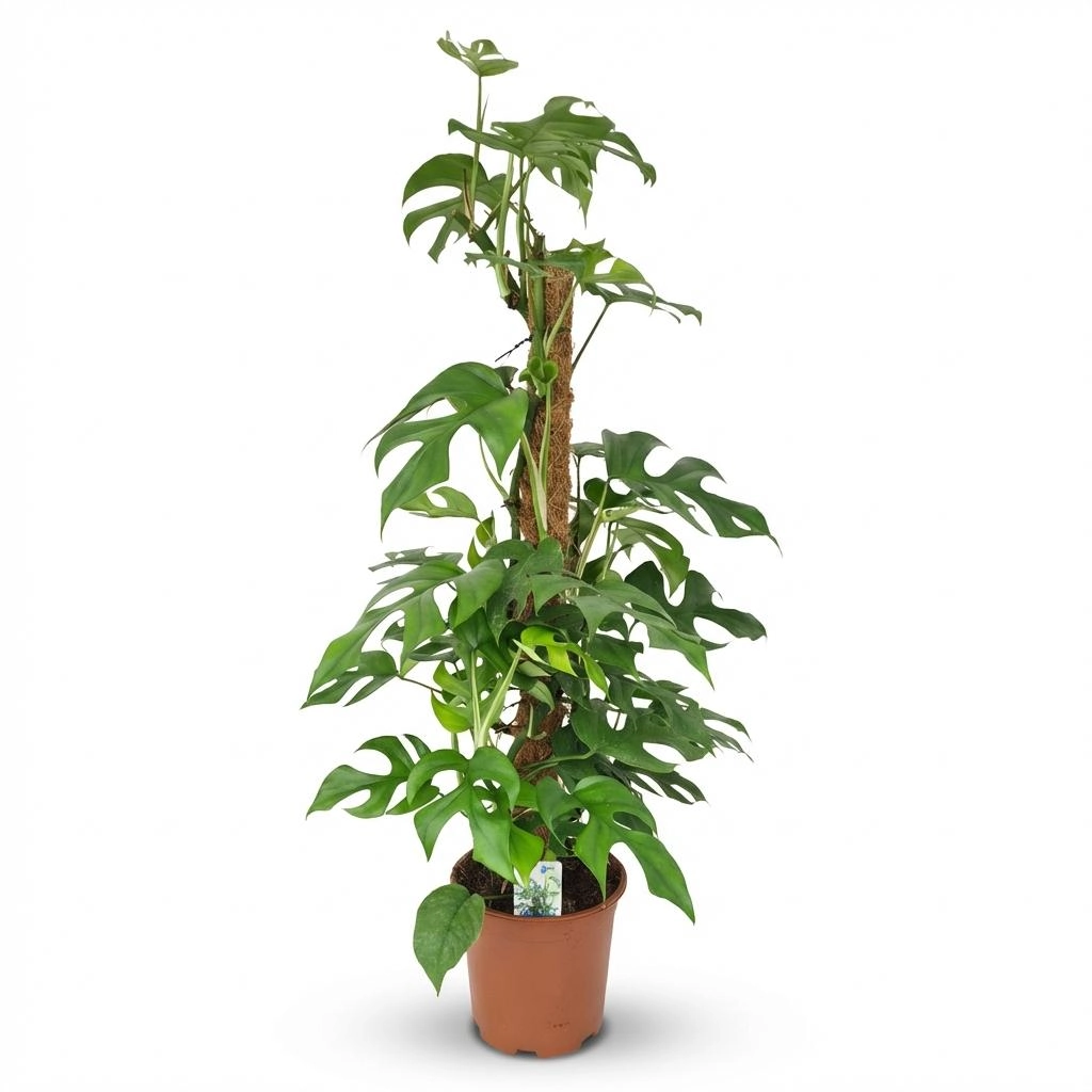 Mini-Fensterblatt (Monstera Minima) am Moosstab