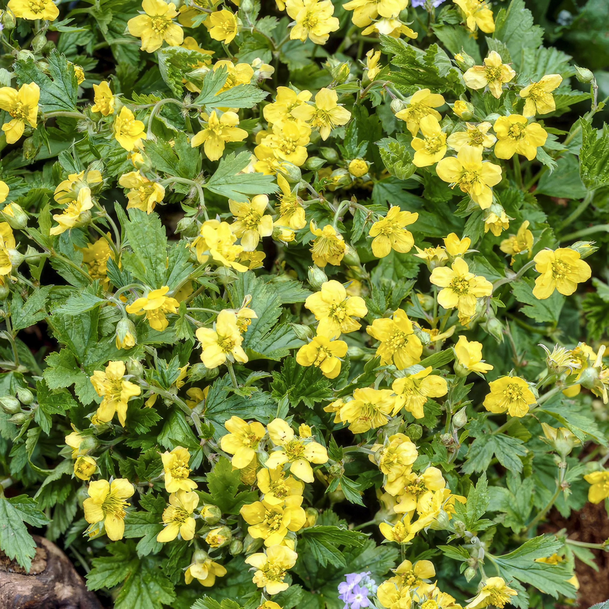 Waldsteinia ternata - Perfekter Bodendecker