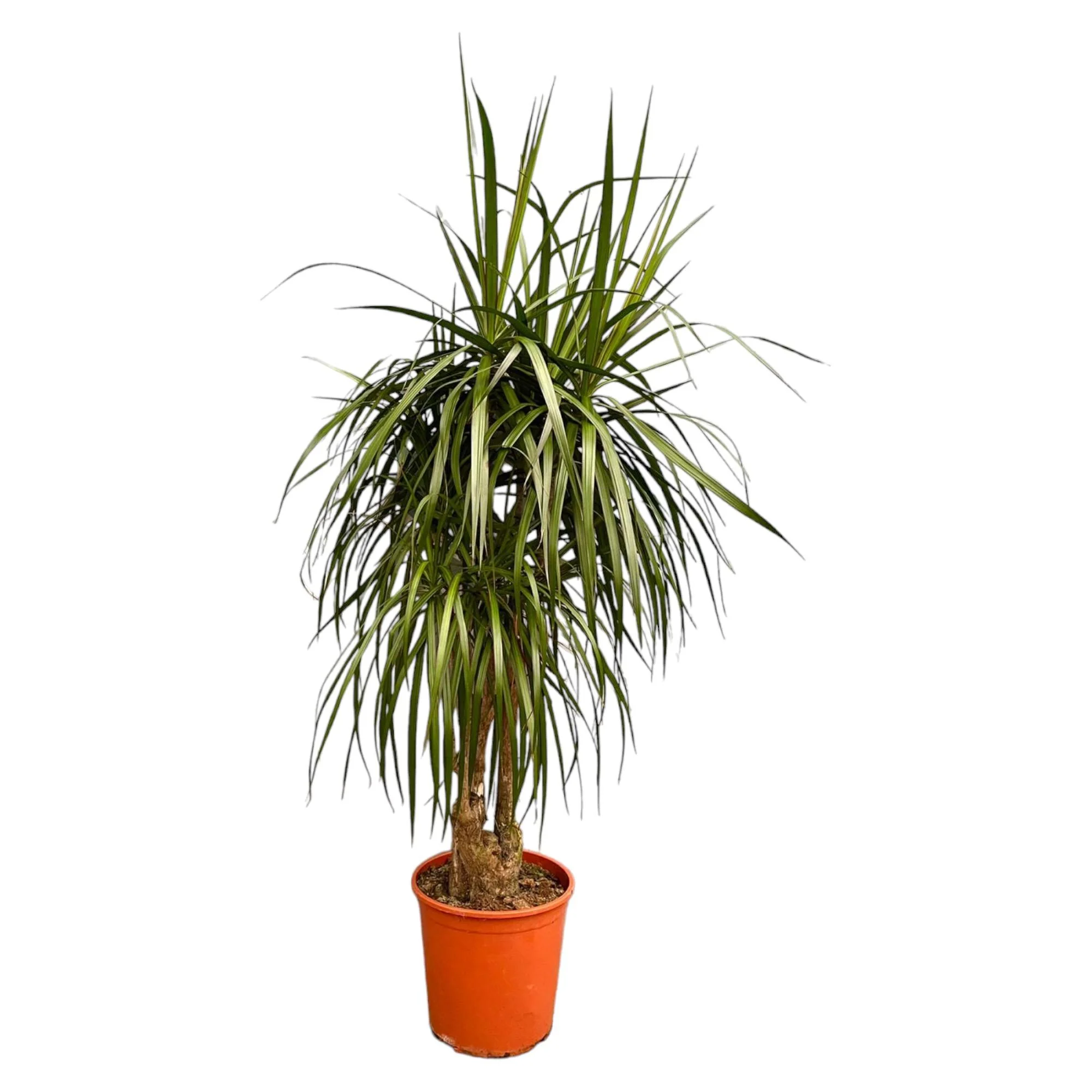 Dracaena Marginata