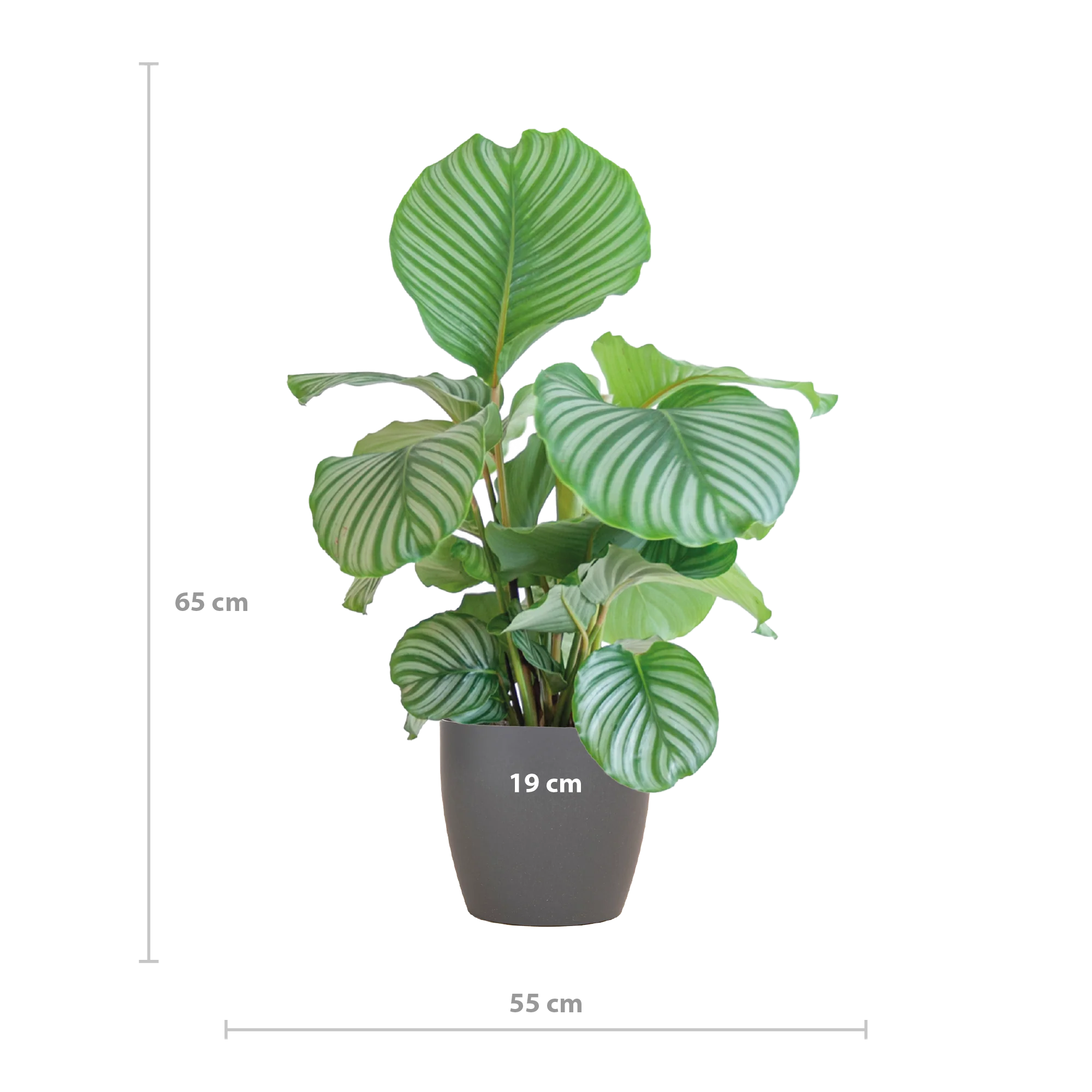 Calathea Orbifolia mit Potter grau - 65cm - Ø21 Bild 2
