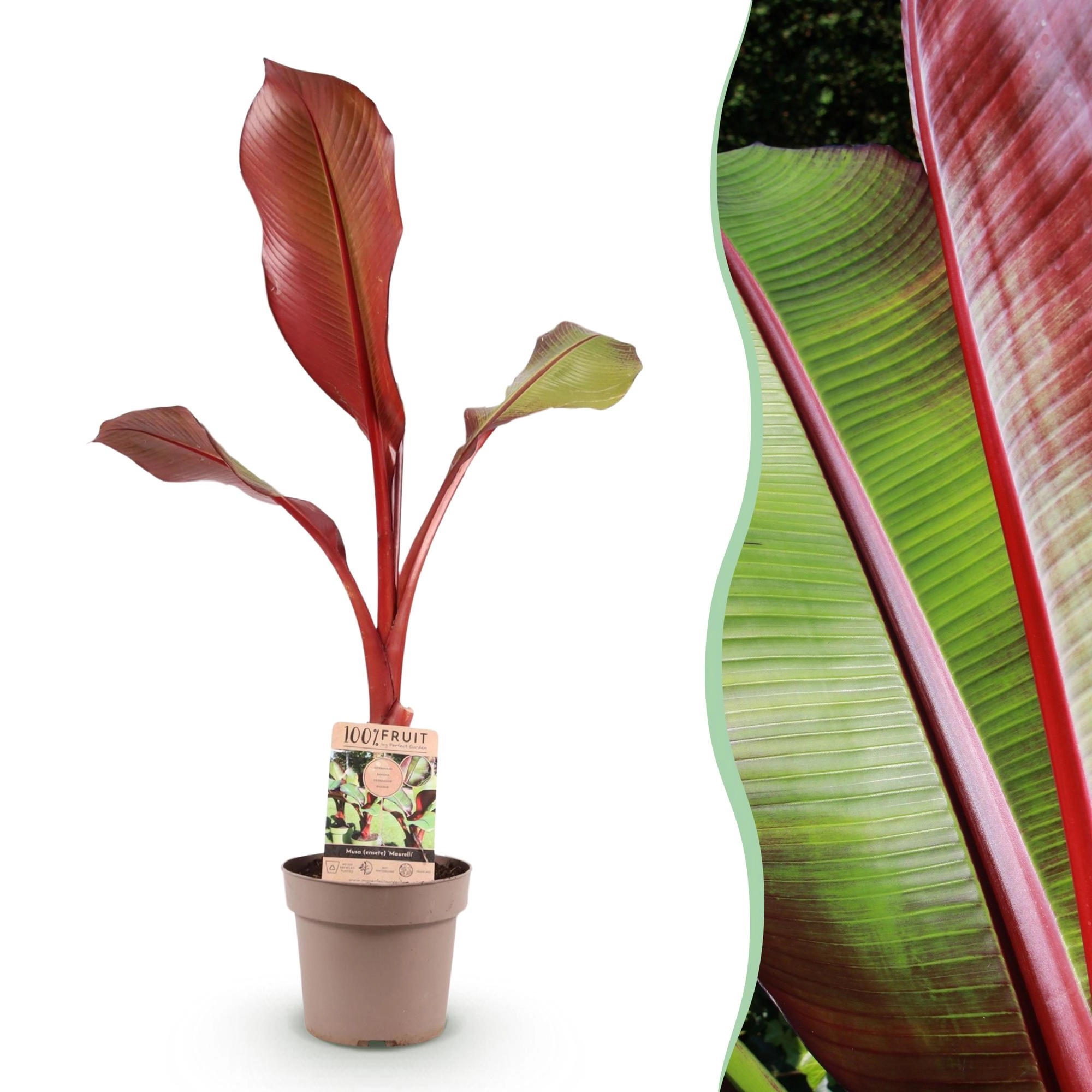Green boutiQ - Obstpflanze - Musa ensete Maurelli - Bananenbaum - Winterhart - Rot-Grün - 1 Pflanzen - Topf 21cm - Höhe 70-90cm Bild 1