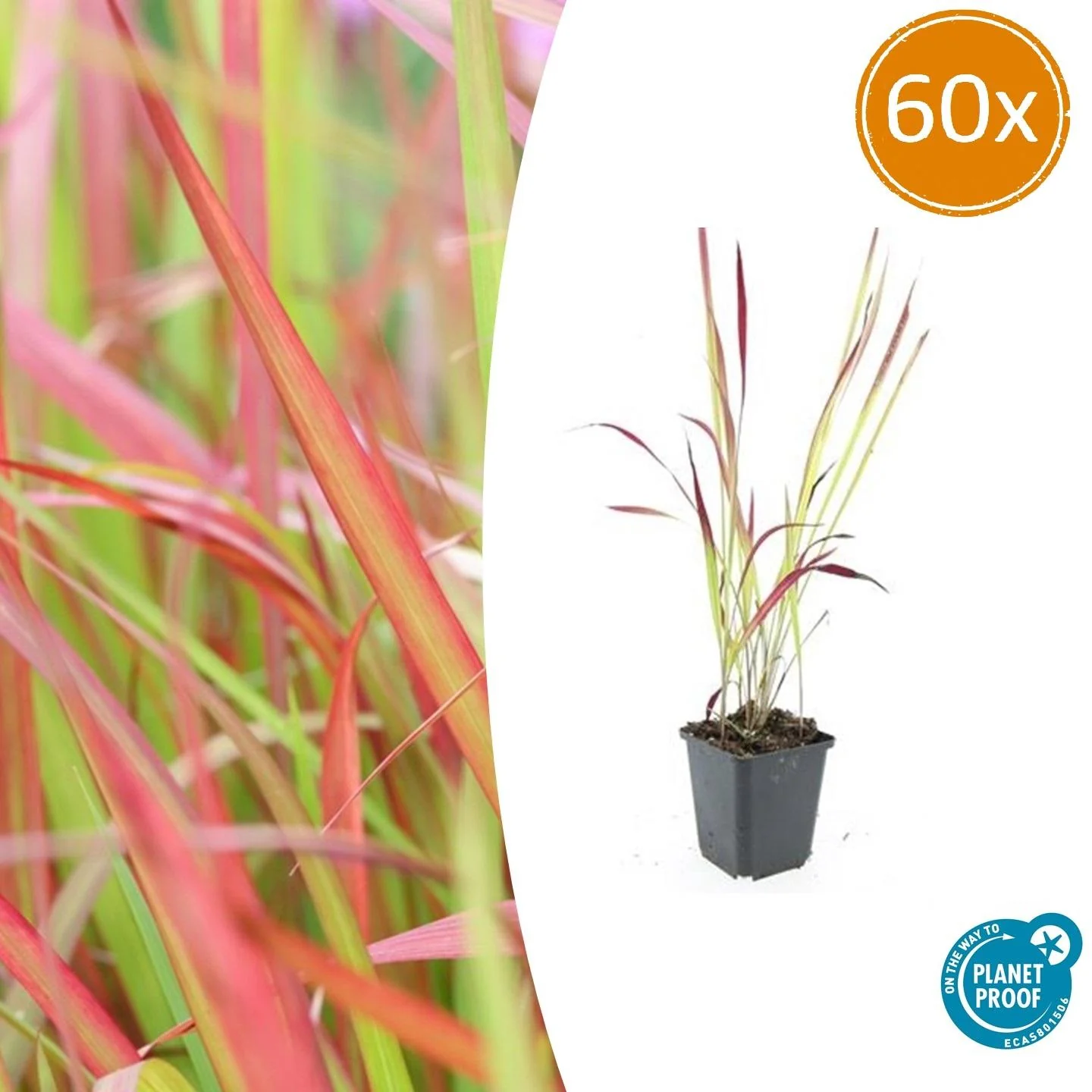 Imperata cylindrica 'Red Baron'