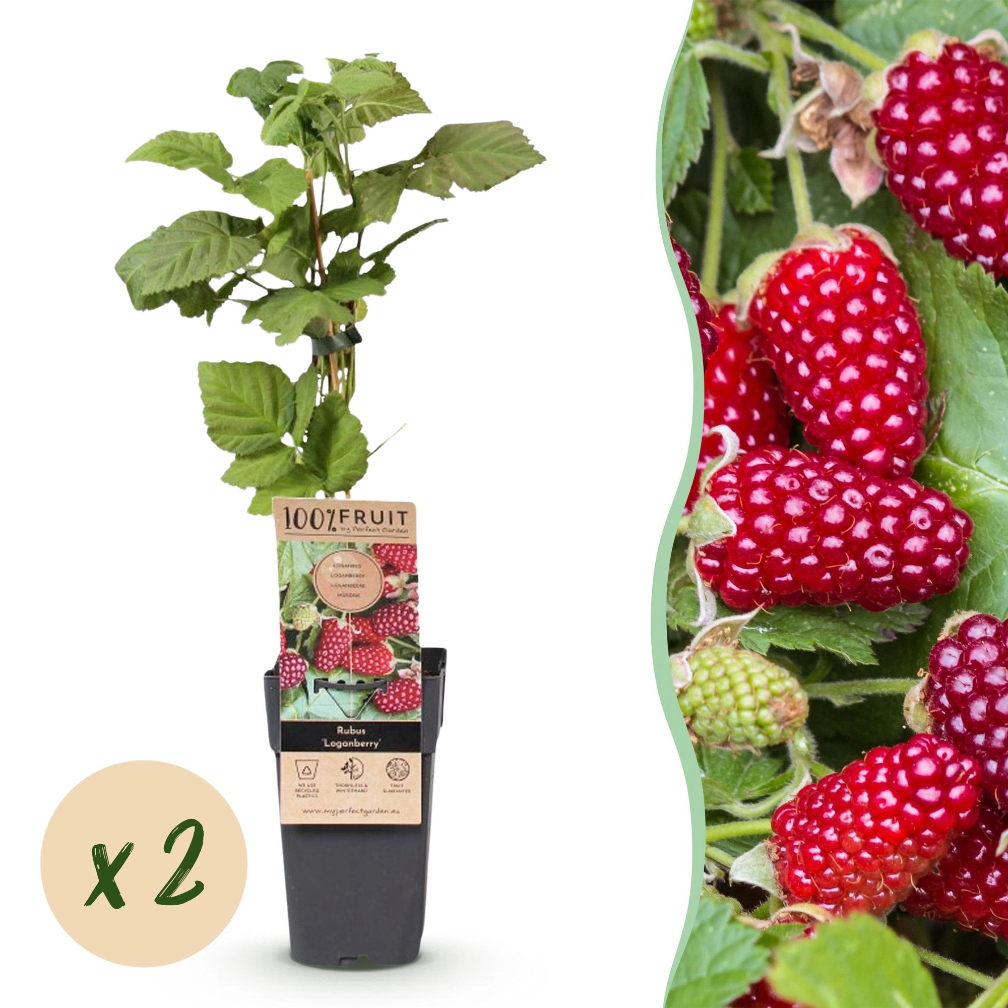 Green boutiQ - Fruit Plant - Rubus Thornless Loganberry - Thornless Raspberry - Hardy - Red Fruit - 2 Plants - Pot 15cm - Height 50cm Bild 1
