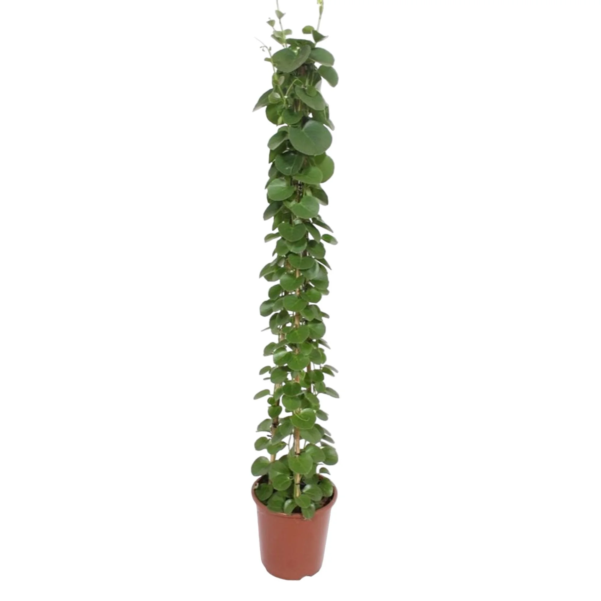 Cissus rotundifolia – Pflegeleichte Zimmerpflanze