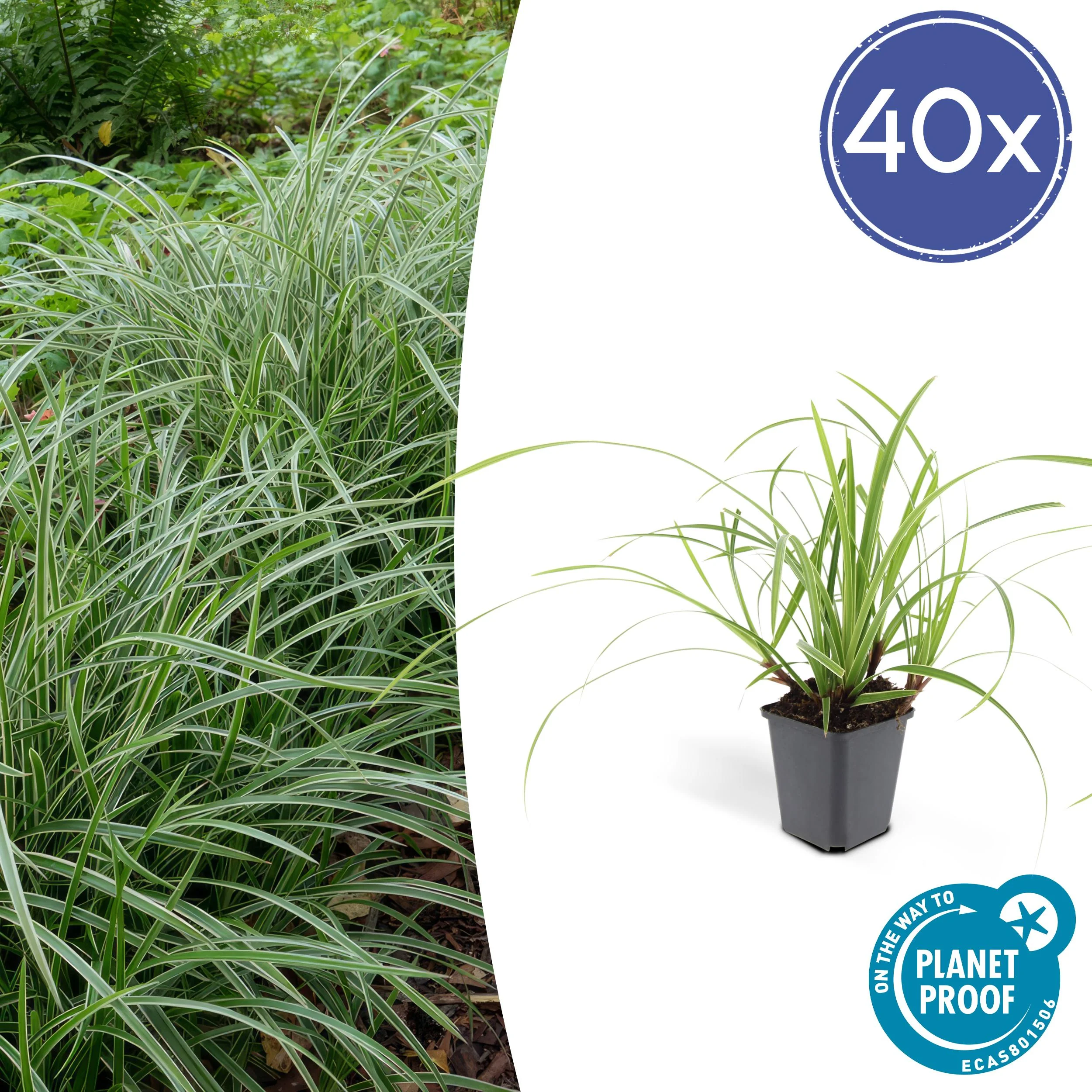 Carex morrowii ‘Ice Dance’