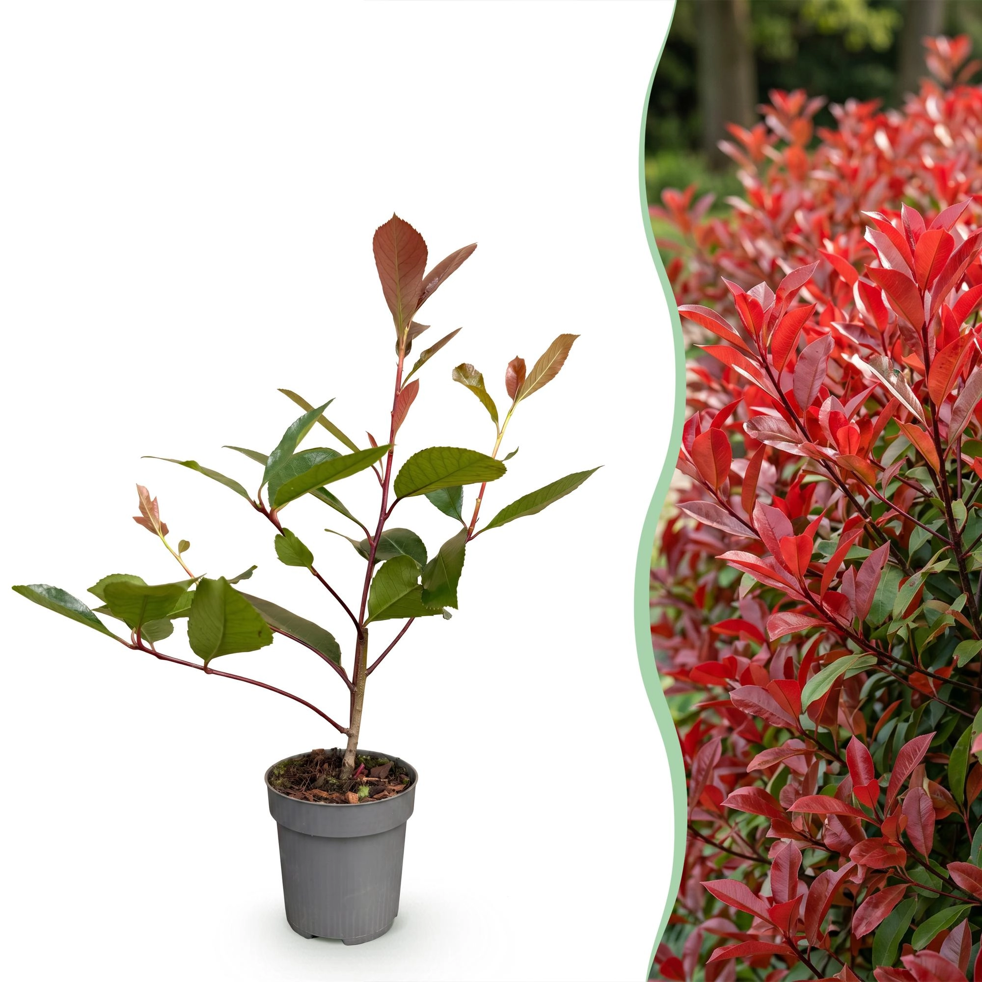 8x Photinia fraseri Red Robin - Glanzmispel - Heckenpflanzen - Immergrün - Rot - Topf 9cm - Höhe 25-35cm Bild 3