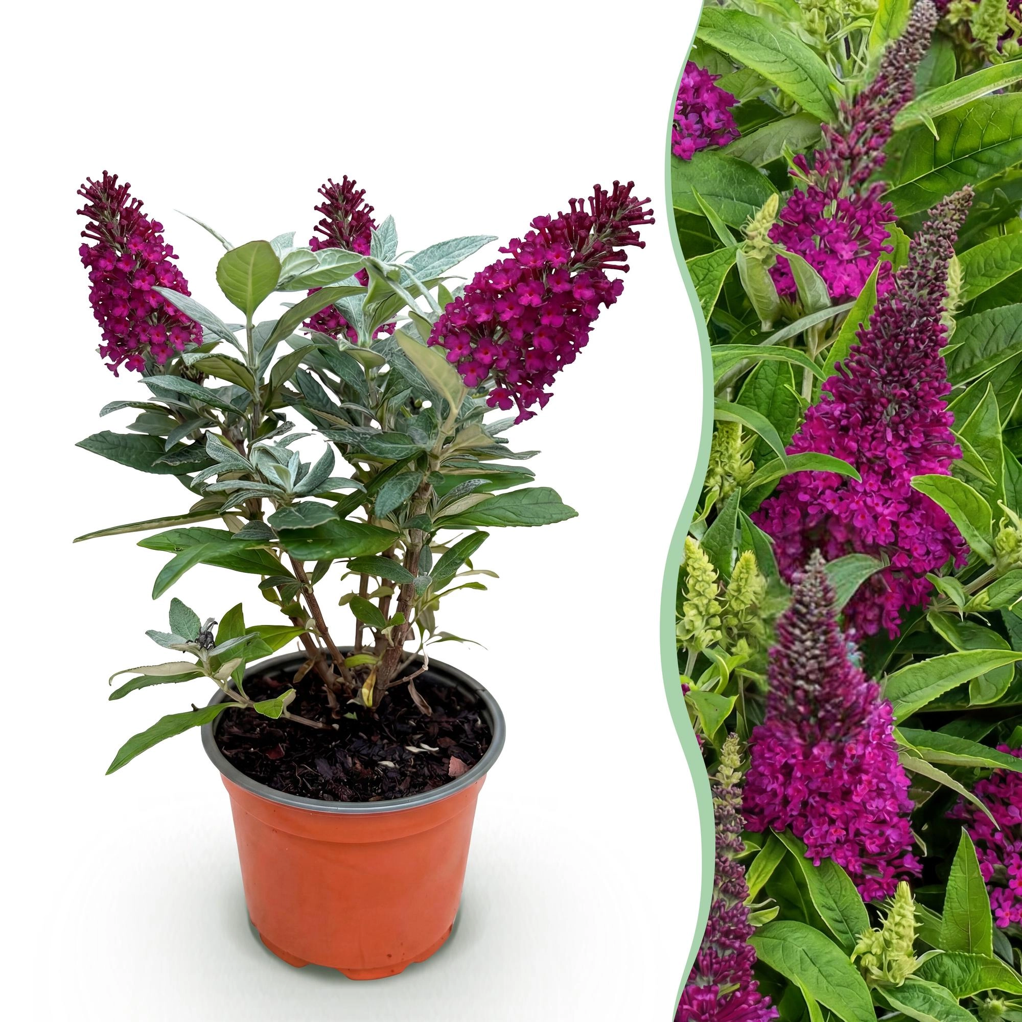 Buddleja Davidii Butterfly Candy Little Ruby