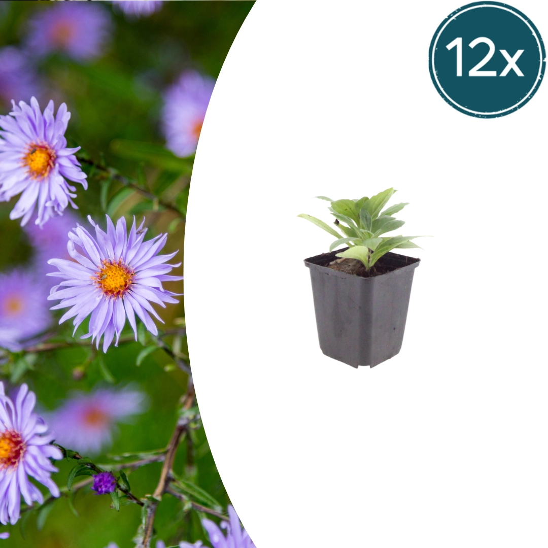 Aster frikartii ‘Mönch’