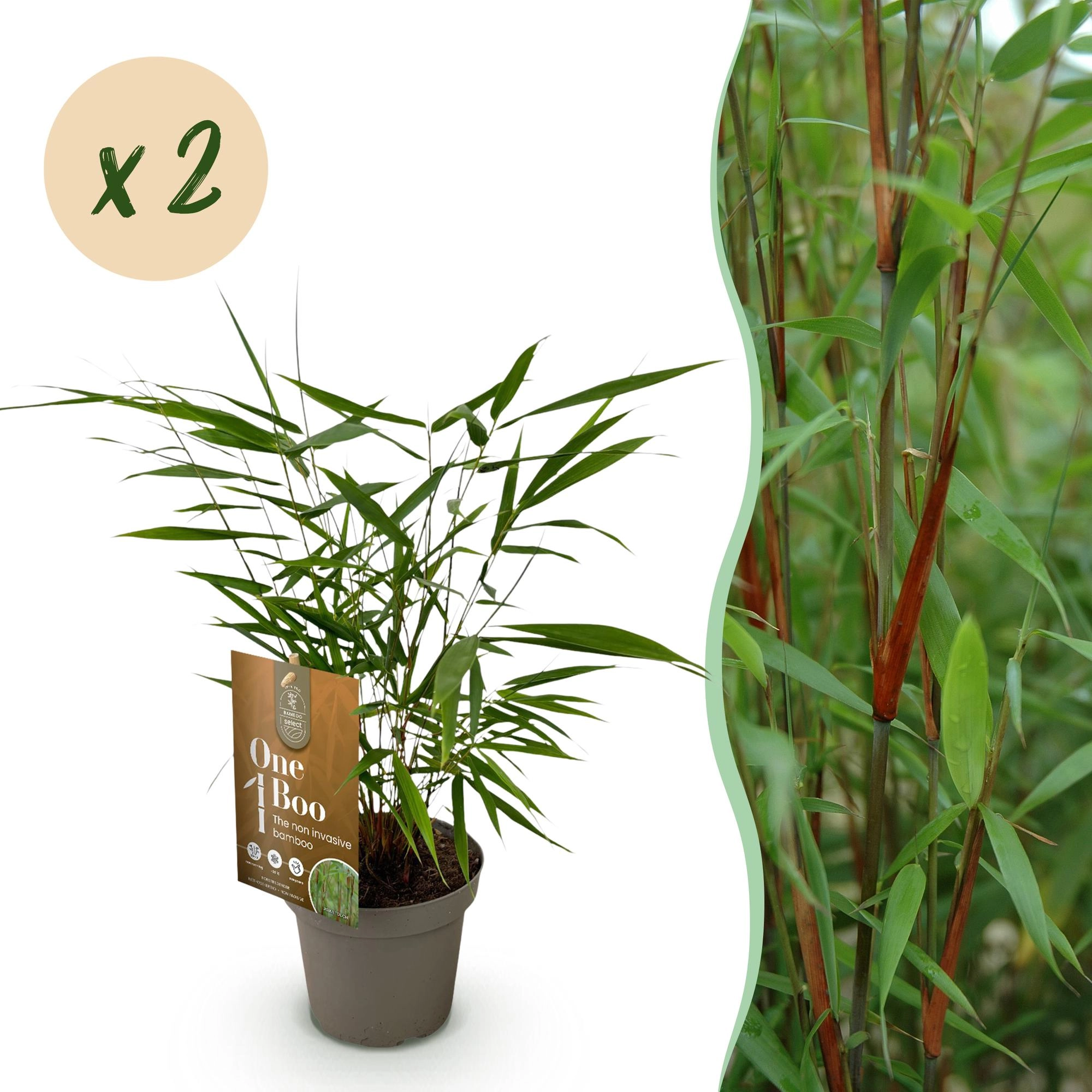 Green boutiQ - Bambus - Fargesia Asian Wonder - Immergrün - Nicht Ausbreitend - Grün - 18 Pflanzen - Topf 14cm - Höhe 35cm Bild 1