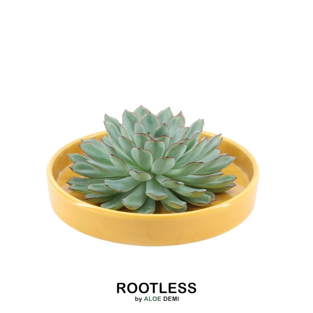 Echeveria Pulidonis in gelber Keramikschale Bild 9