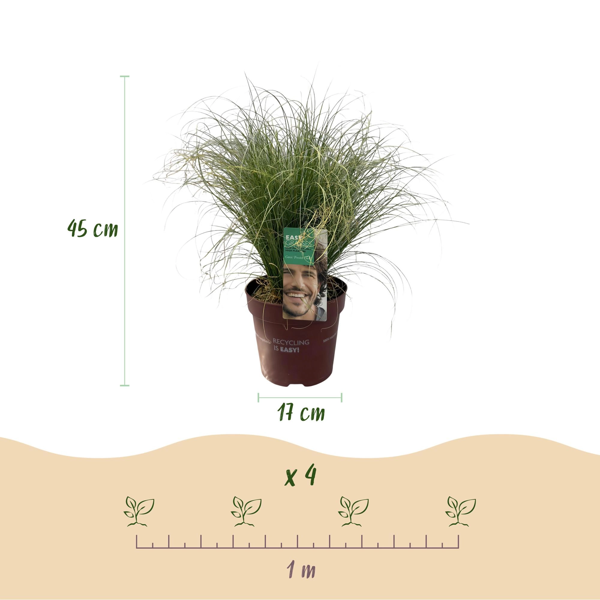 Ziergräser - Carex comans Frosted Curls - Grün - 4 Pflanzen - Immergrün - Wenig Pflege - Topf 17cm Höhe 50cm