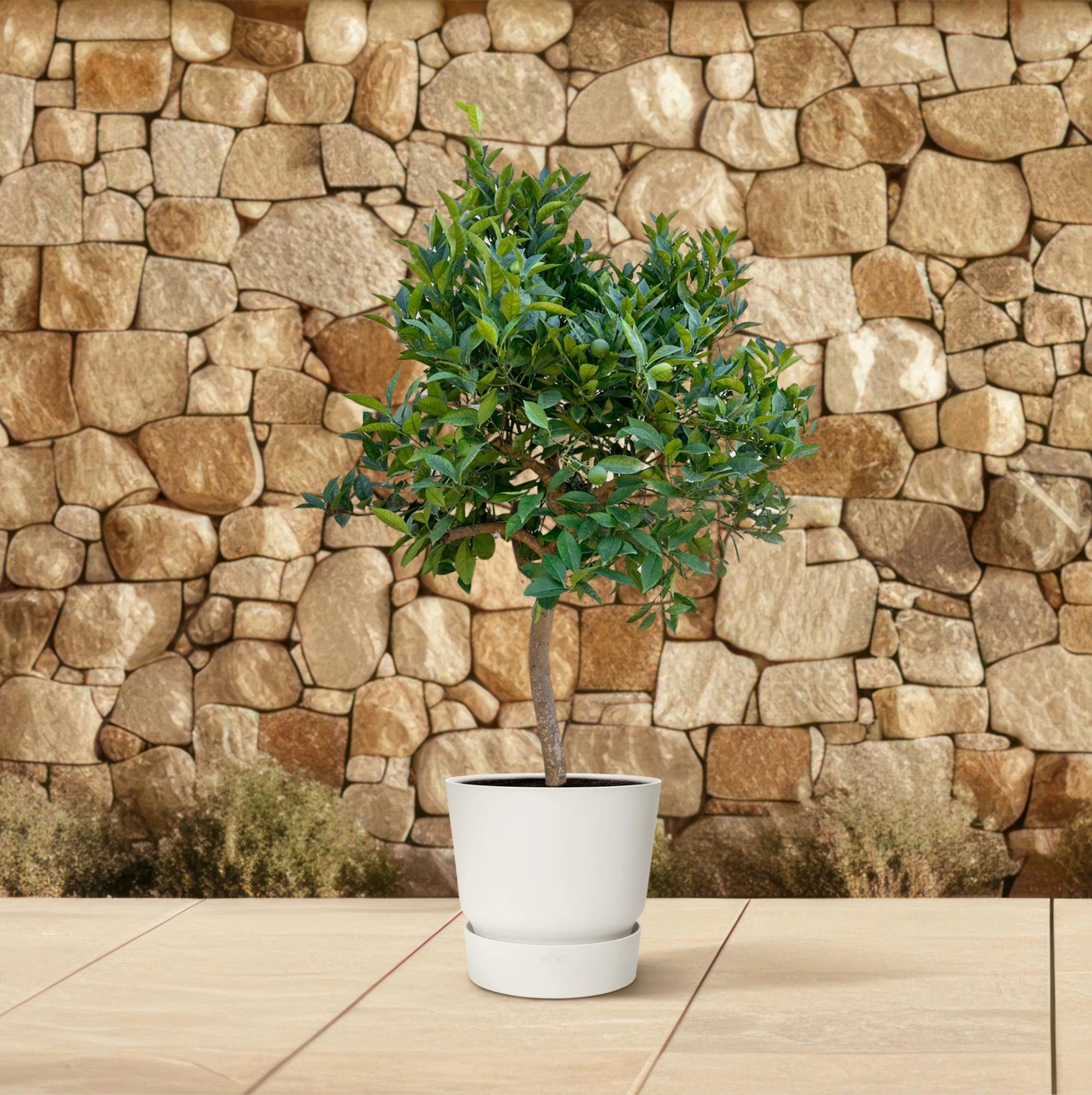 Orangenbaum