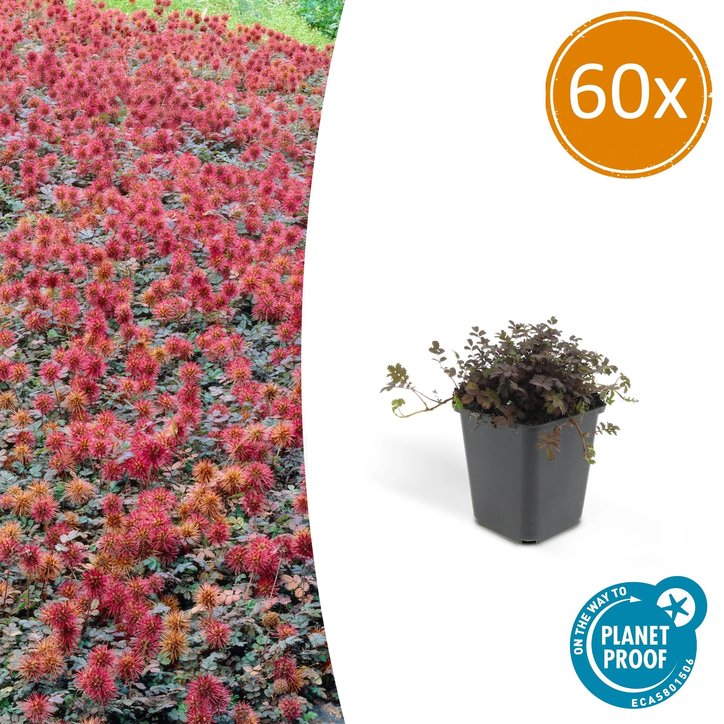 Acaena microphylla 'Kupferteppich'