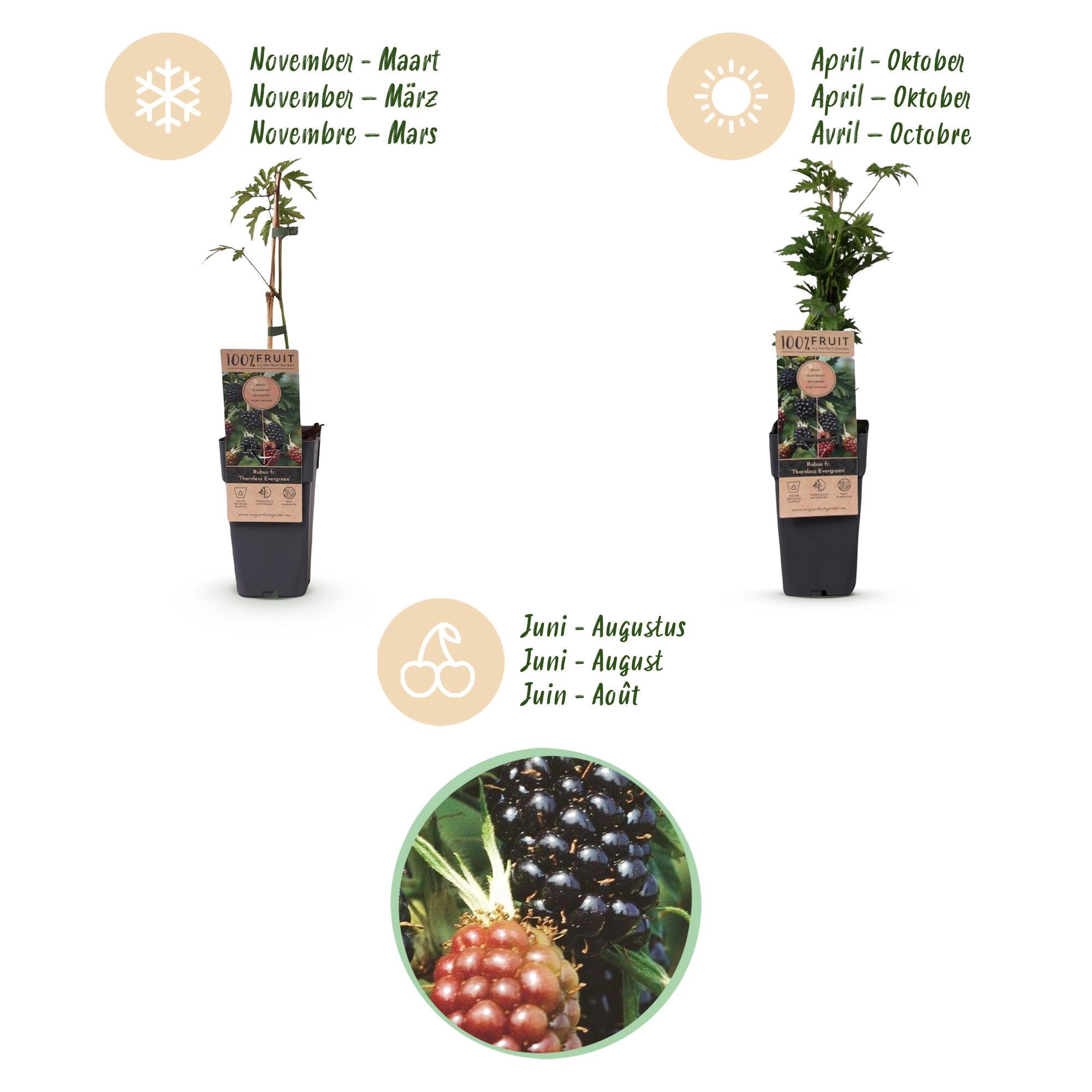 Green boutiQ - Fruit Plant - Rubus fruticosus Thornless Evergreen - Blackberry Plant - Thornless - Black Raspberry - 2 Plants - Pot 15cm - Height 50cm Bild 4