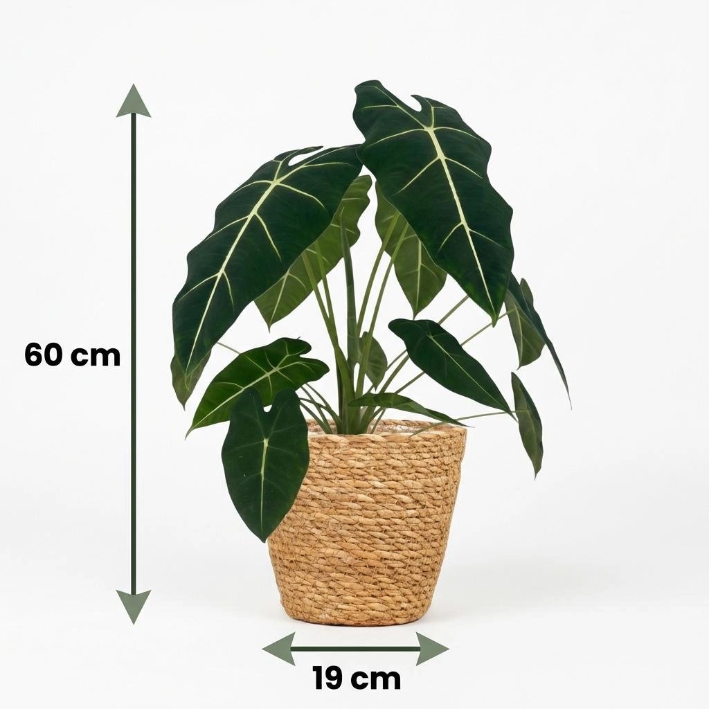 Alocasia Frydek - Elefantenohr Pflanze im Korb