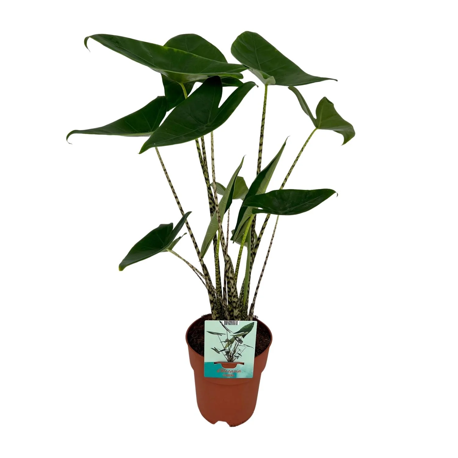 Alocasia Zebrina – Tropische Zimmerpflanze