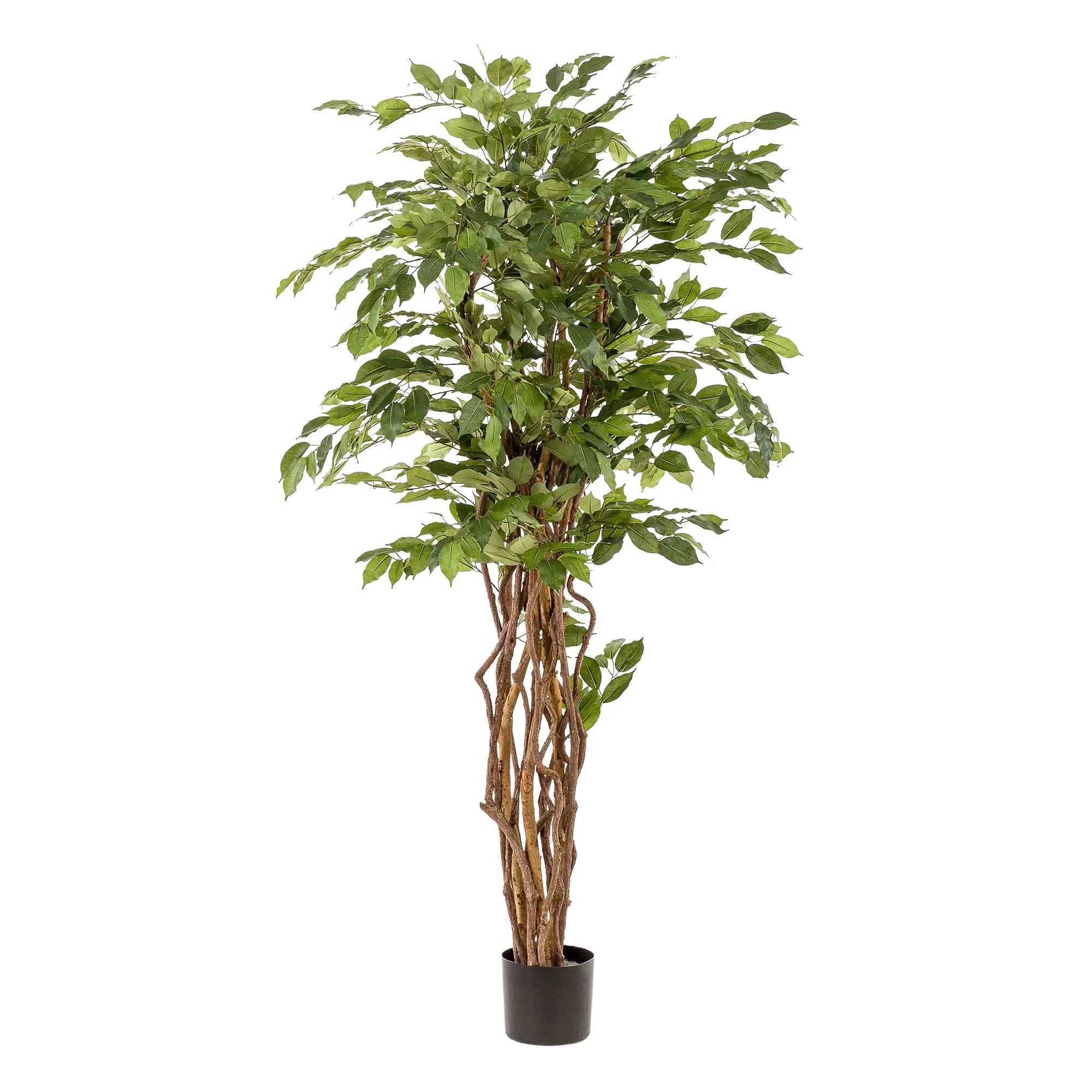 Ficus Liana – 170 cm hoch