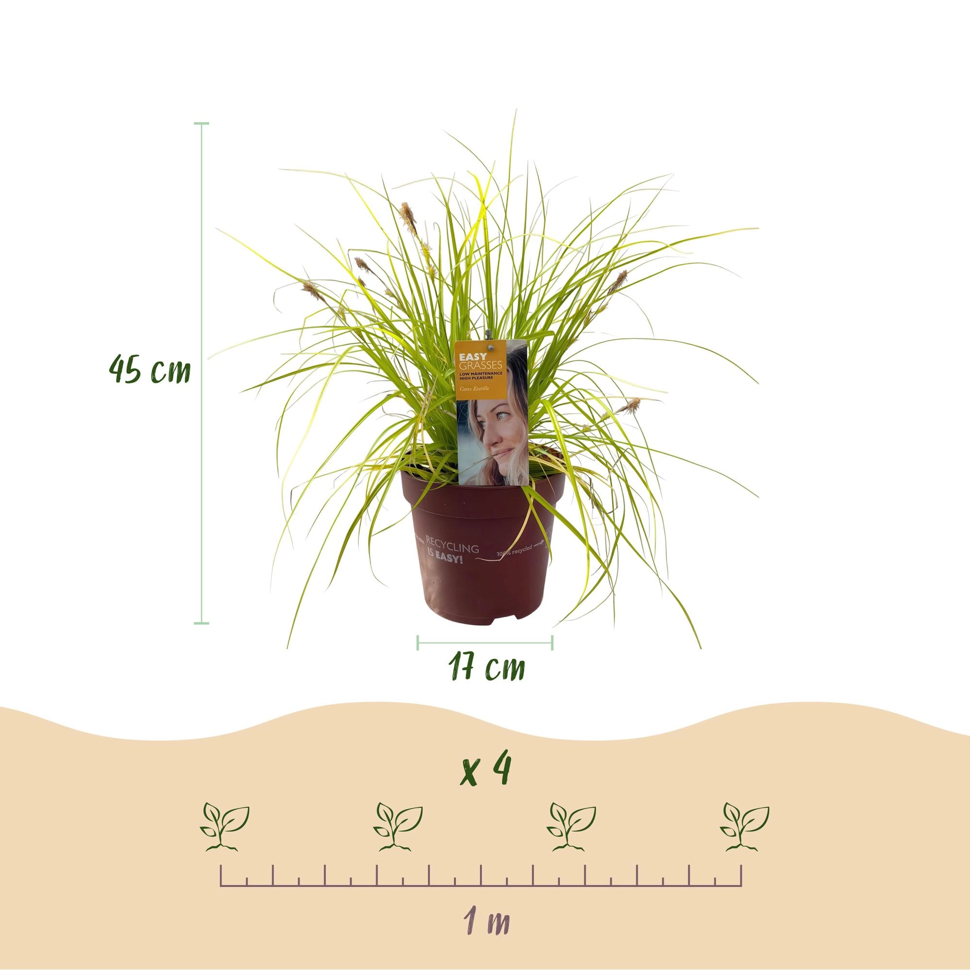 Ziergräser - Carex oshimensis Everillo - Gelb - 4 Pflanzen - Immergrün - Wenig Pflege - Topf 17cm Höhe 50cm
