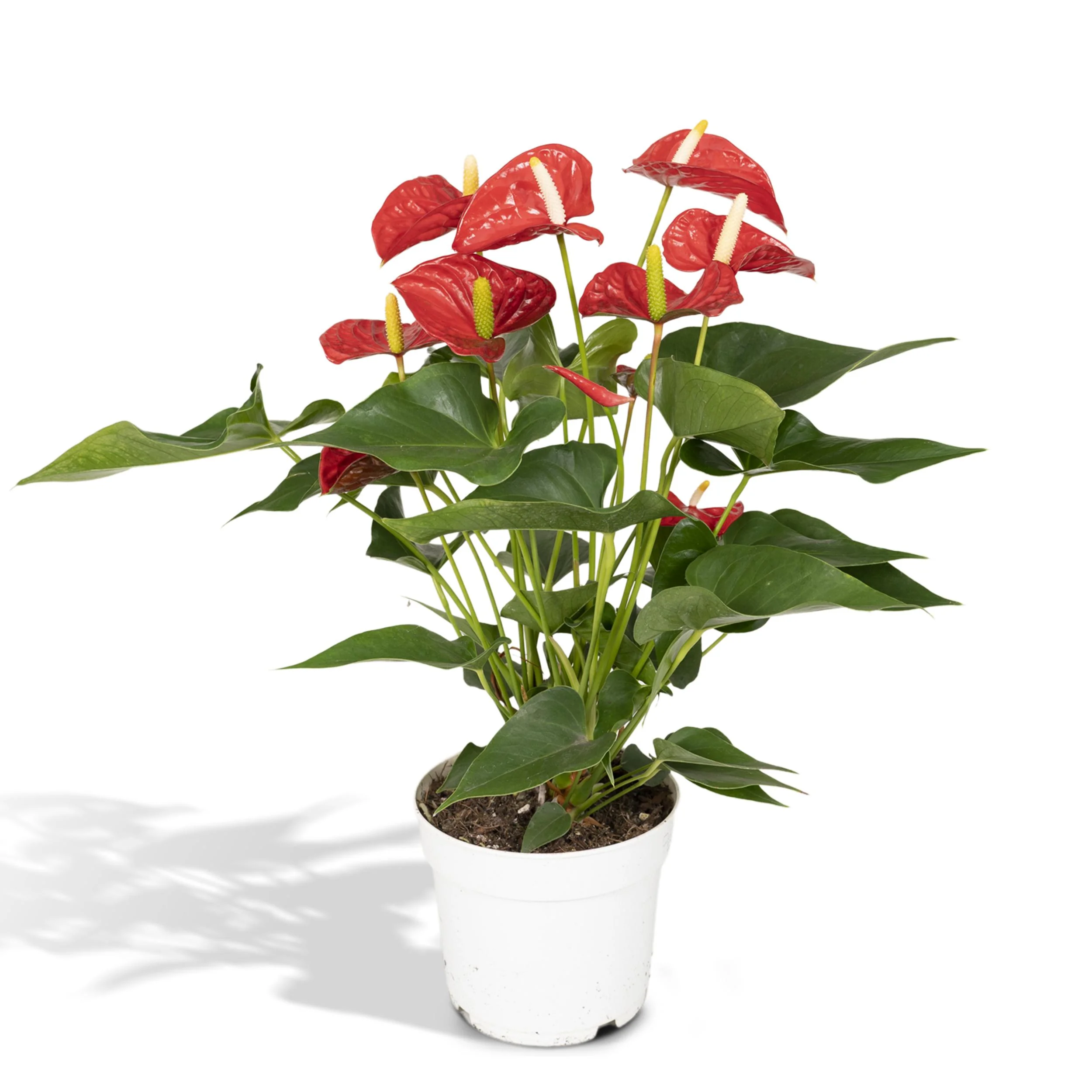 Anthurium Red – Exotische Zimmerpflanze mit roten Blüten