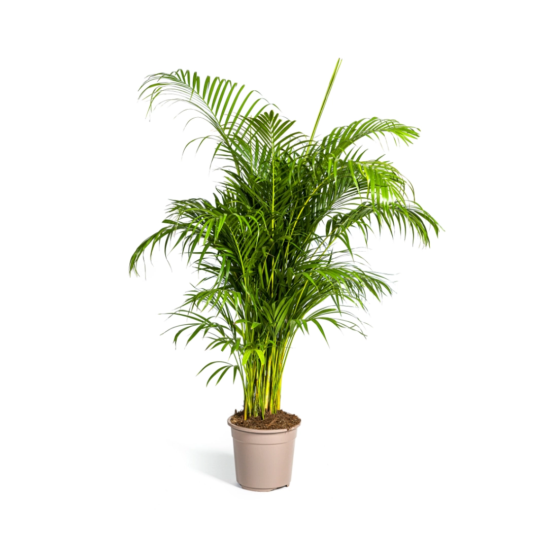 Dypsis Areca Lutescens – Goldpalme