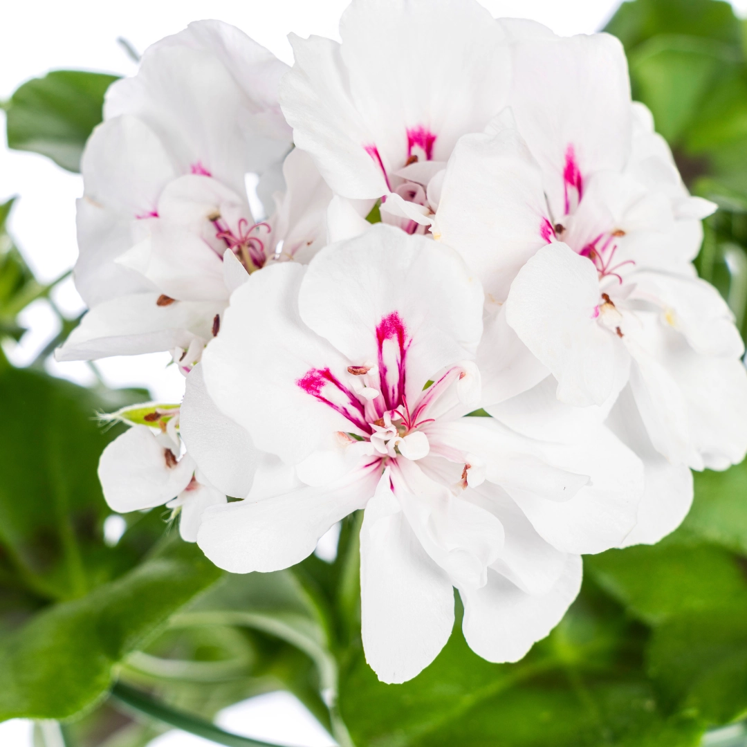 Pelargonium peltatum Weiß — 8 Pflanzen