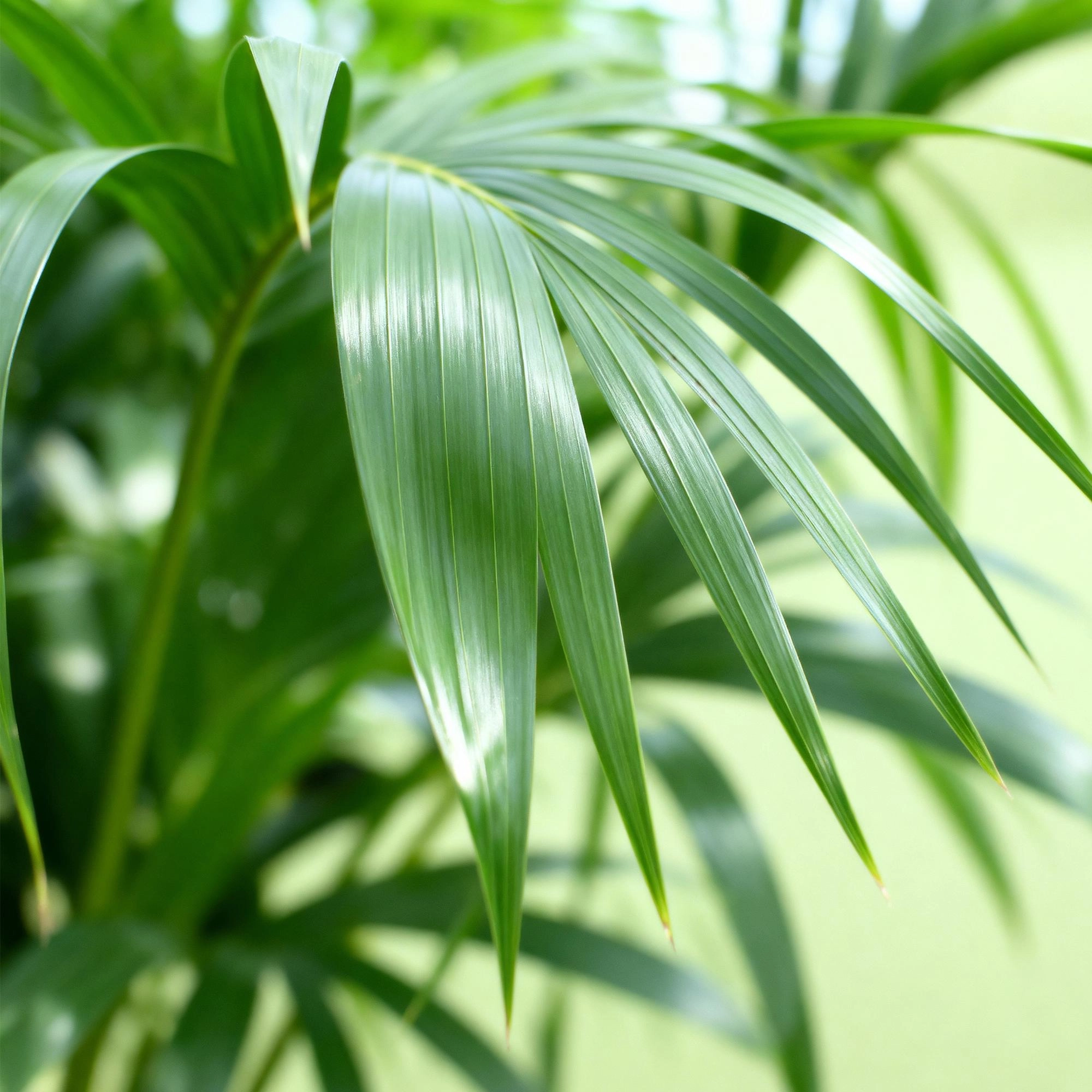 Howea Forsteriana - Kentia-Palme
