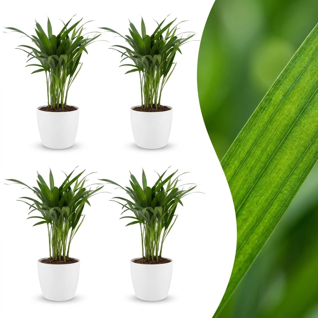 Green boutiQ - Areca Lutescens - Goldfruchtpalme - 4 Pflanzen - met Potter Wit - Pot 12cm - Hoogte - 45cm Bild 1