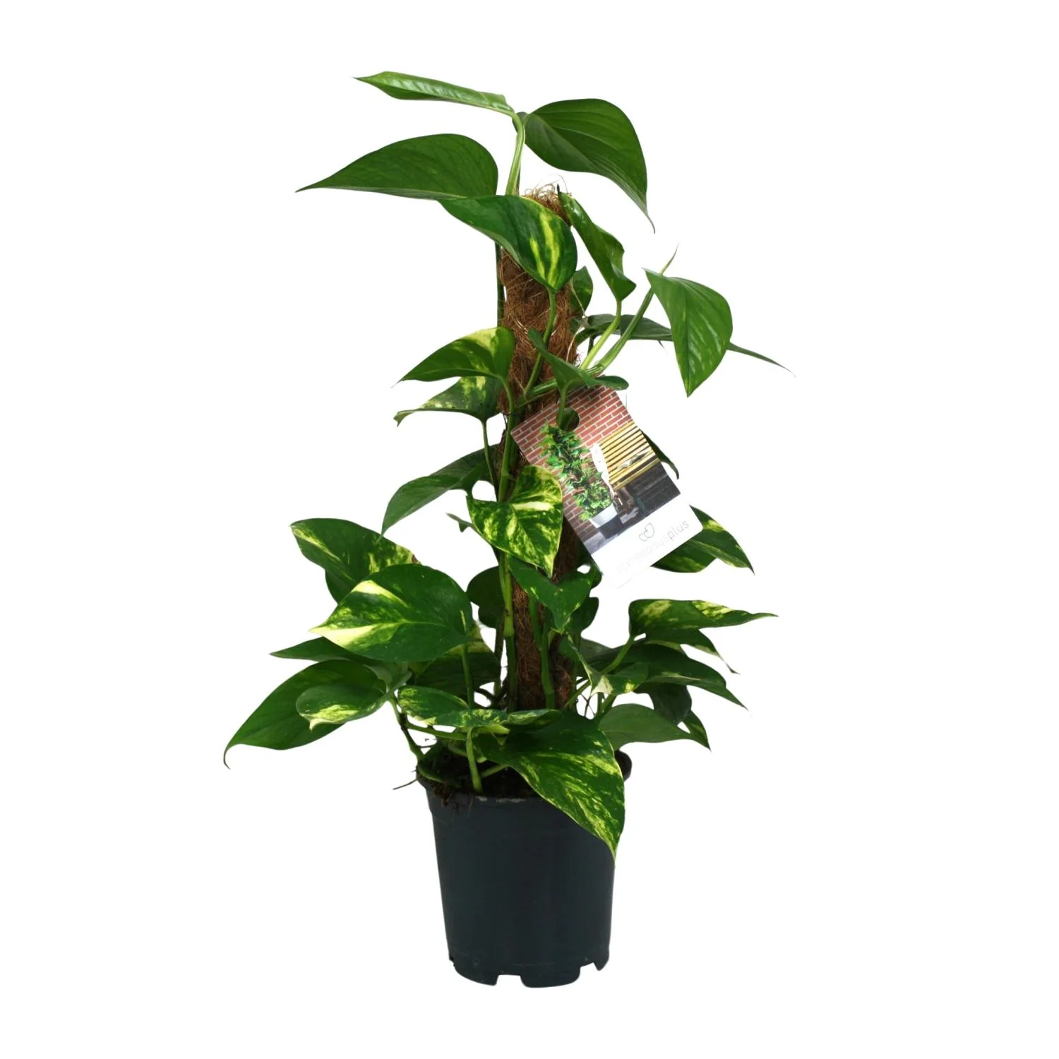 Scindapsus Epipremnum – Ideal für Pflanzen-Anfänger