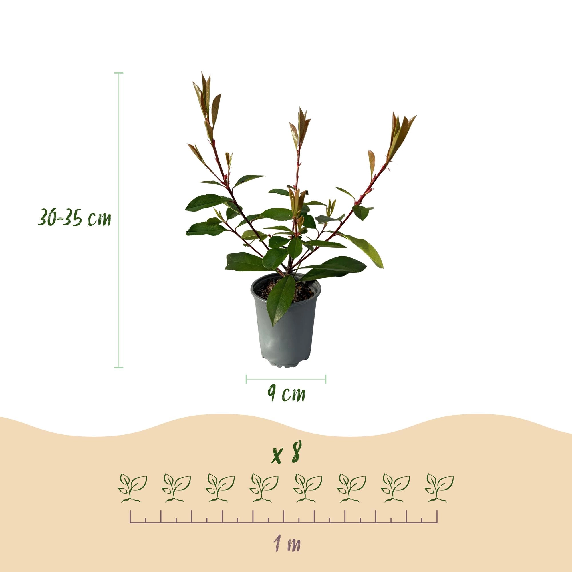 8x Photinia fraseri Red Robin - Glanzmispel - Heckenpflanzen - Immergrün - Rot - Topf 9cm - Höhe 25-35cm Bild 3