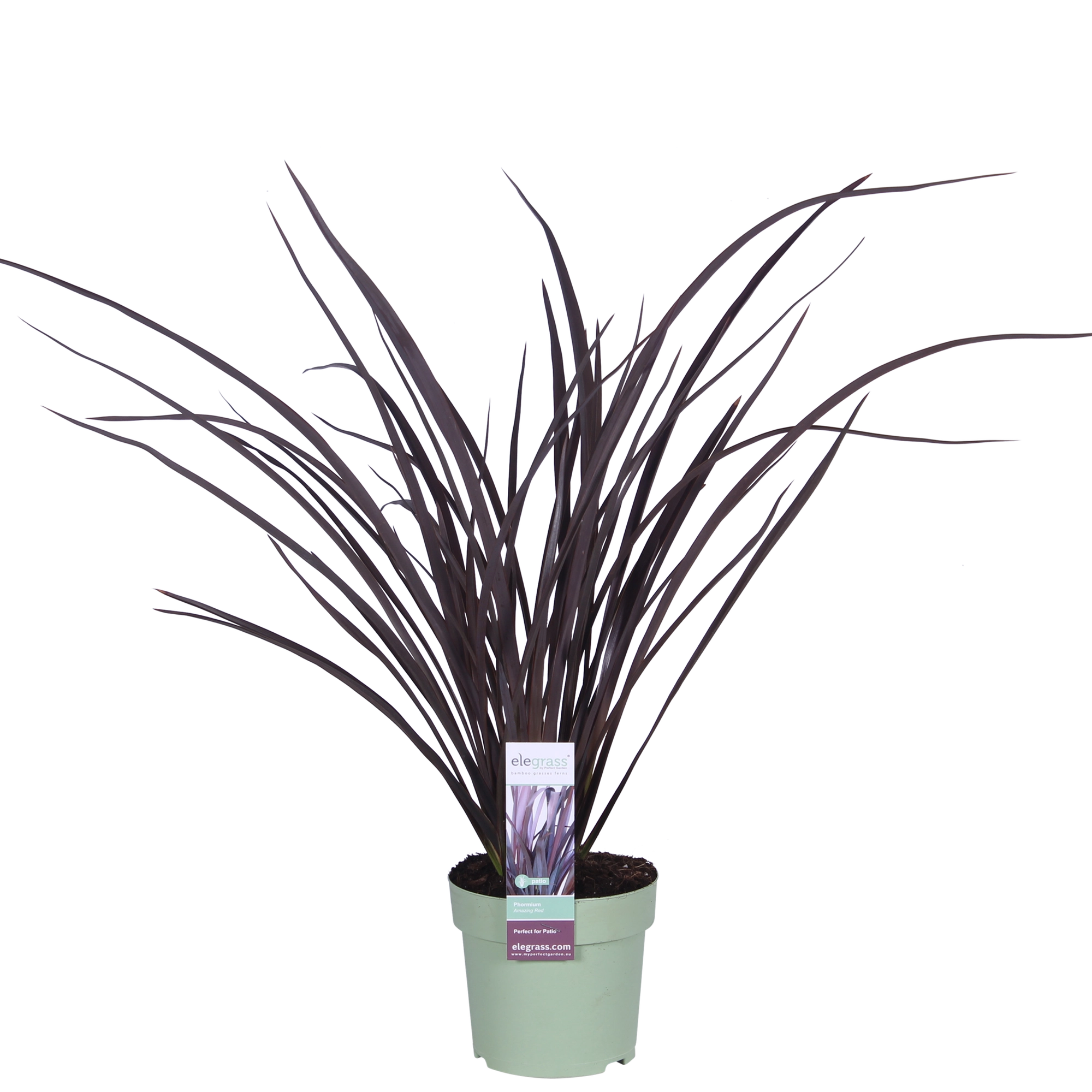 Attraktive Klumpenpflanze