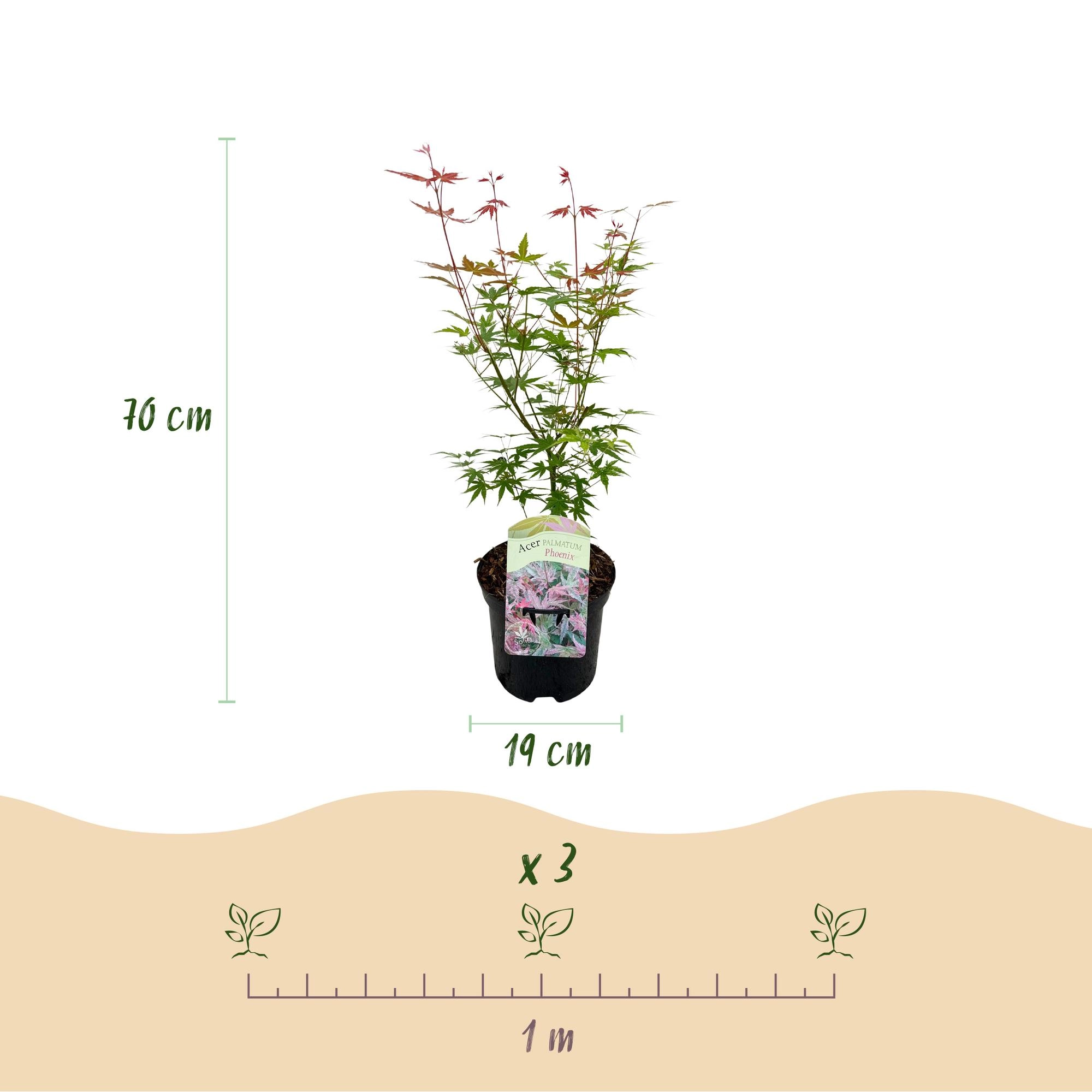 Balkonpflanze - Japanischer Ahorn - Acer palmatum Phoenix - Rosa - 2 Pflanzen - Laubabwerfend - Topf 19cm Höhe 70cm