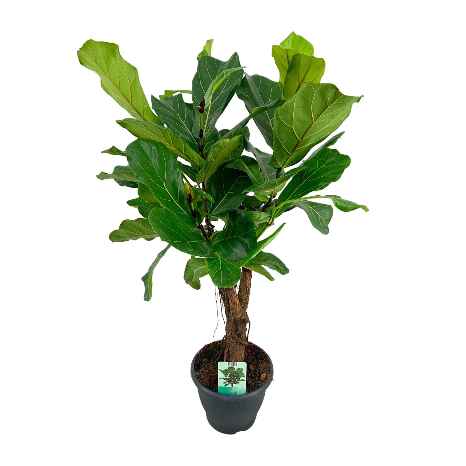 Ficus lyrata (Geigenfeige)