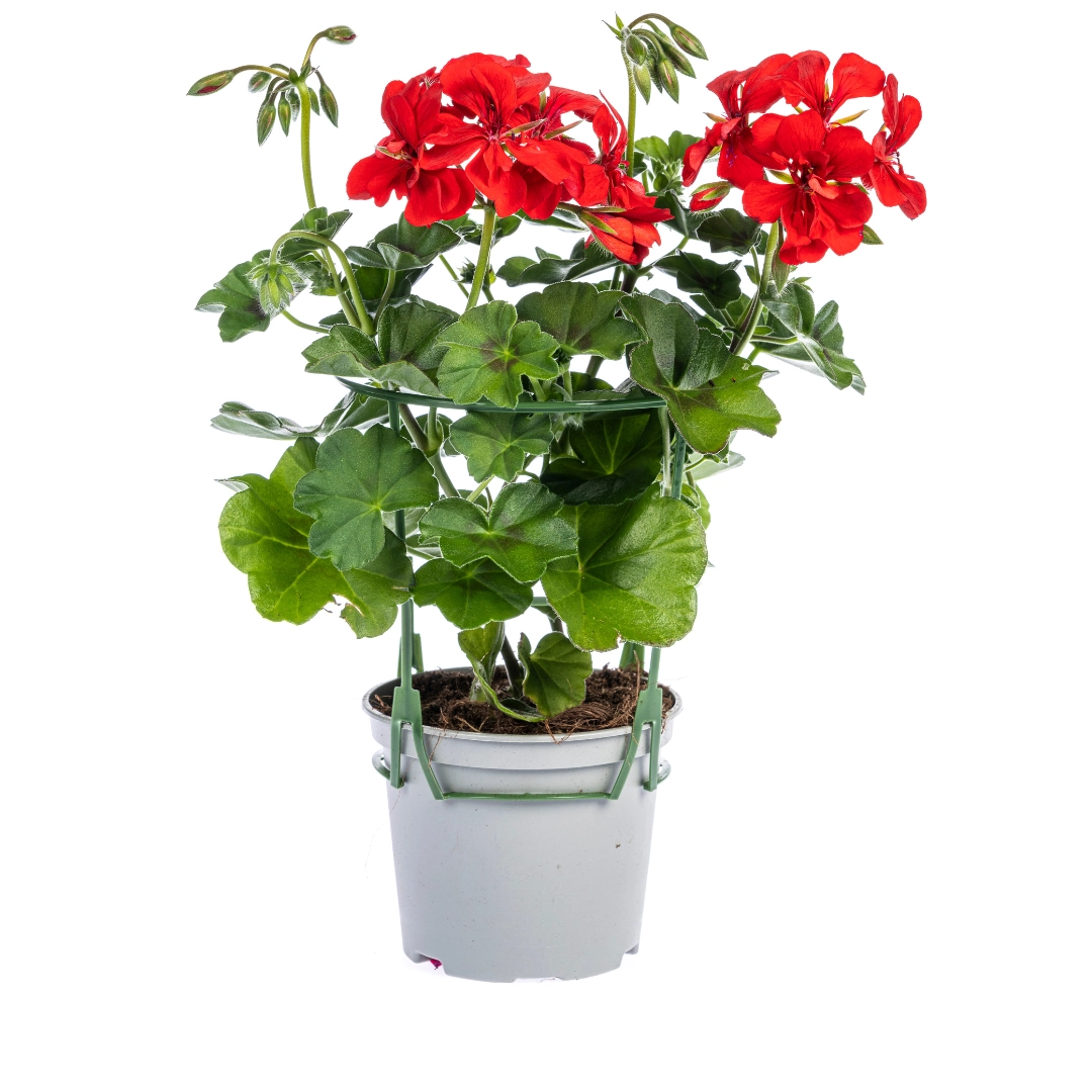 Pelargonium peltatum Mix (Rot, Weiß, Mexica Ruby, Violett) – 8er Set