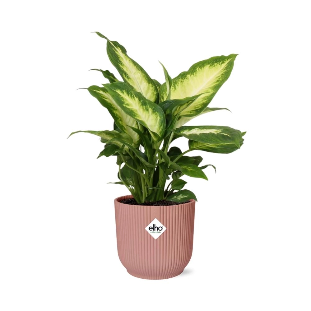 Dieffenbachia (Einblatt) – Pflegeleichte Zimmerpflanze