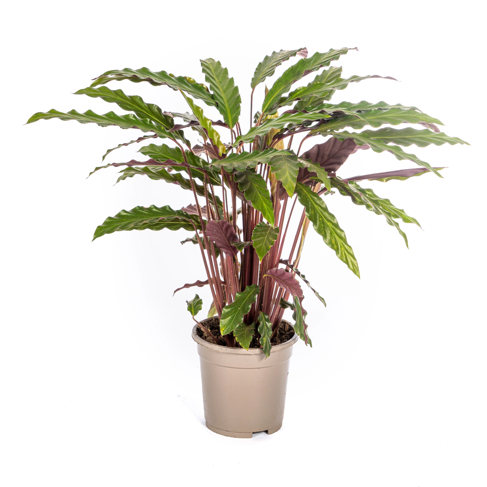 Calathea Rufibarba – Exotische Zimmerpflanze