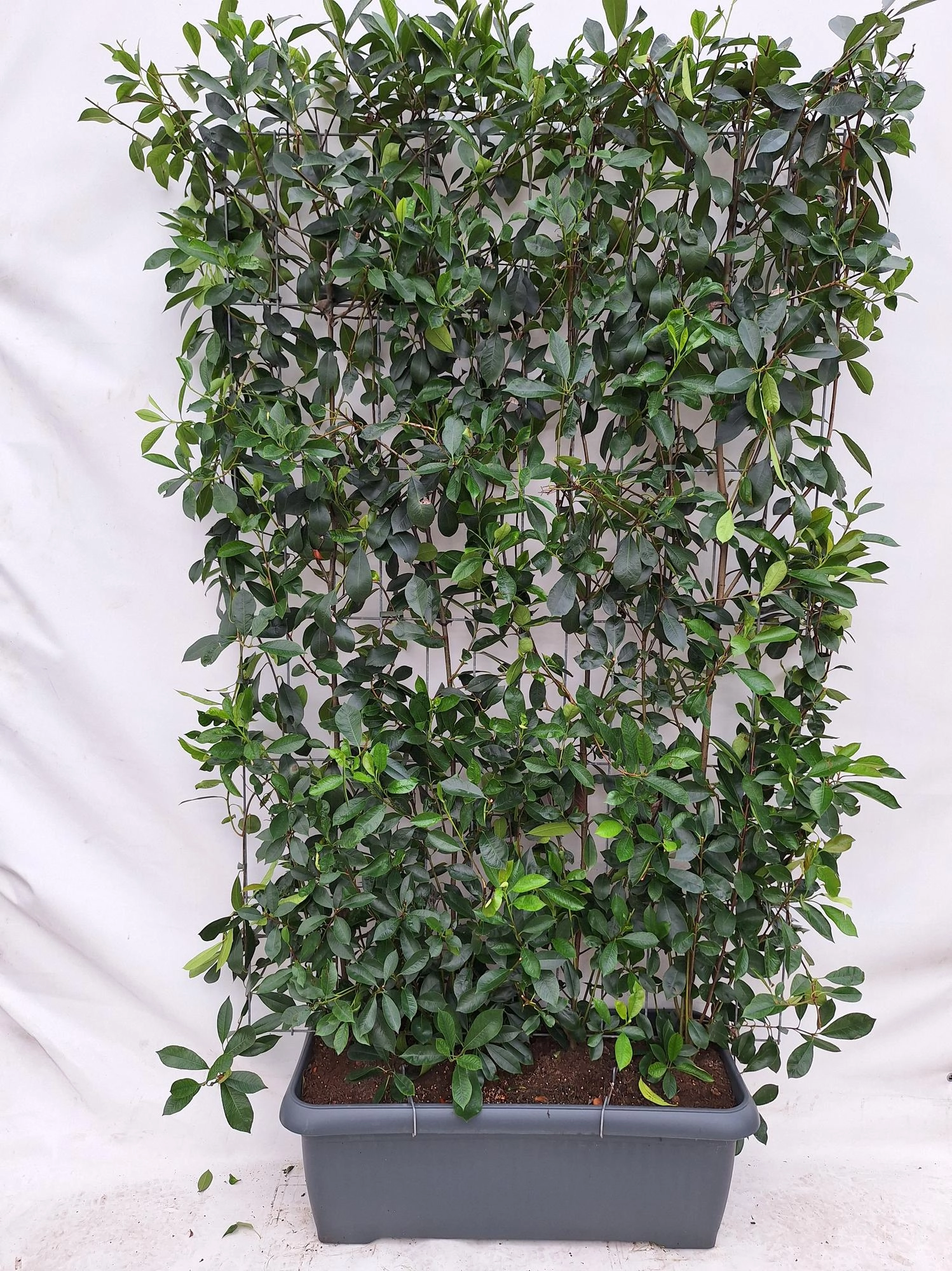 Photinia Fraseri 'Red Robin' Fertighecke