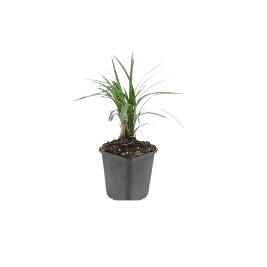 48x Liriope muscari Moneymaker - ↕10-25cm - Ø9cm Bild 8