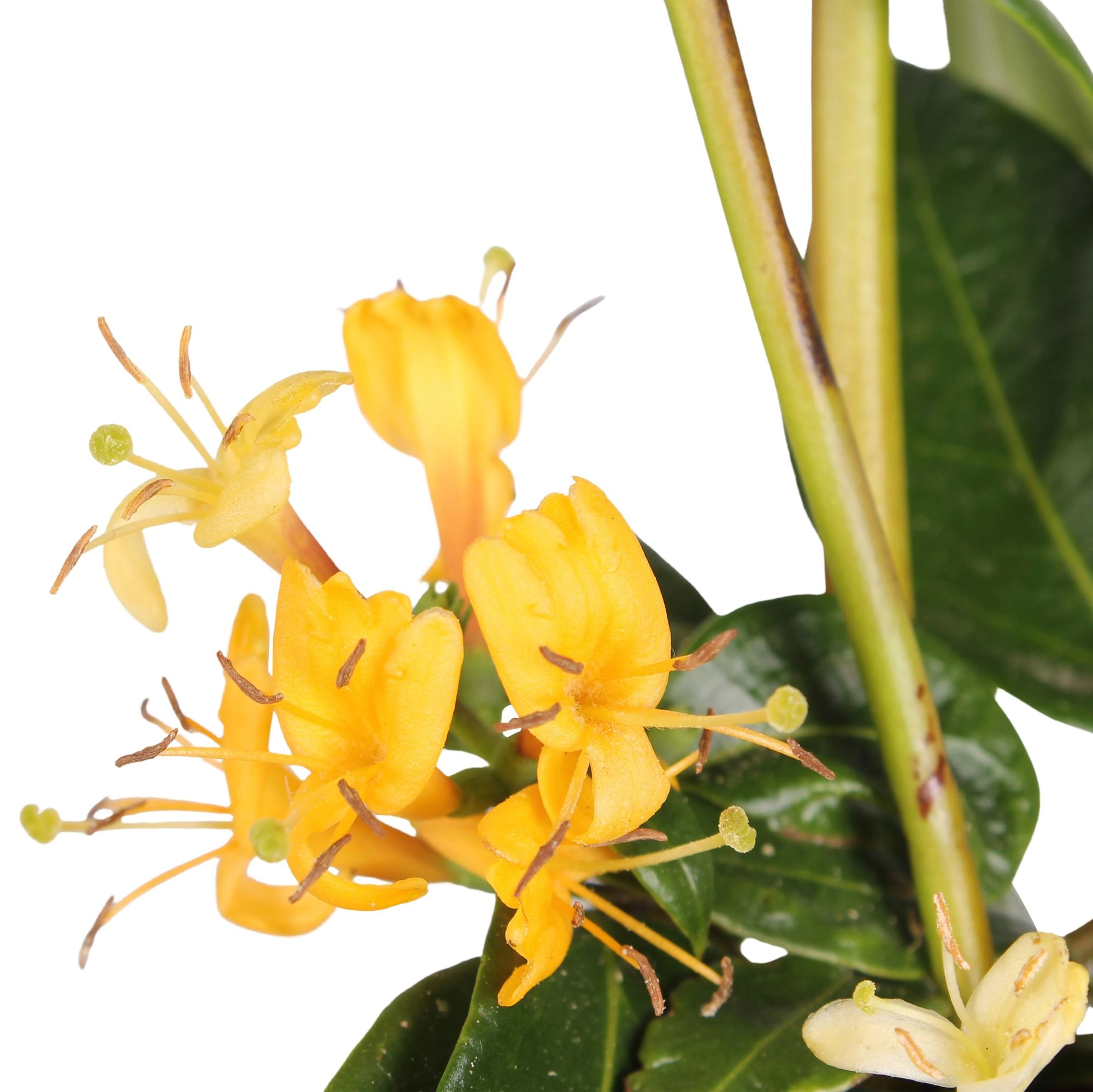 4x - Lonicera henryi - ↨65cm - Ø15 Bild 2