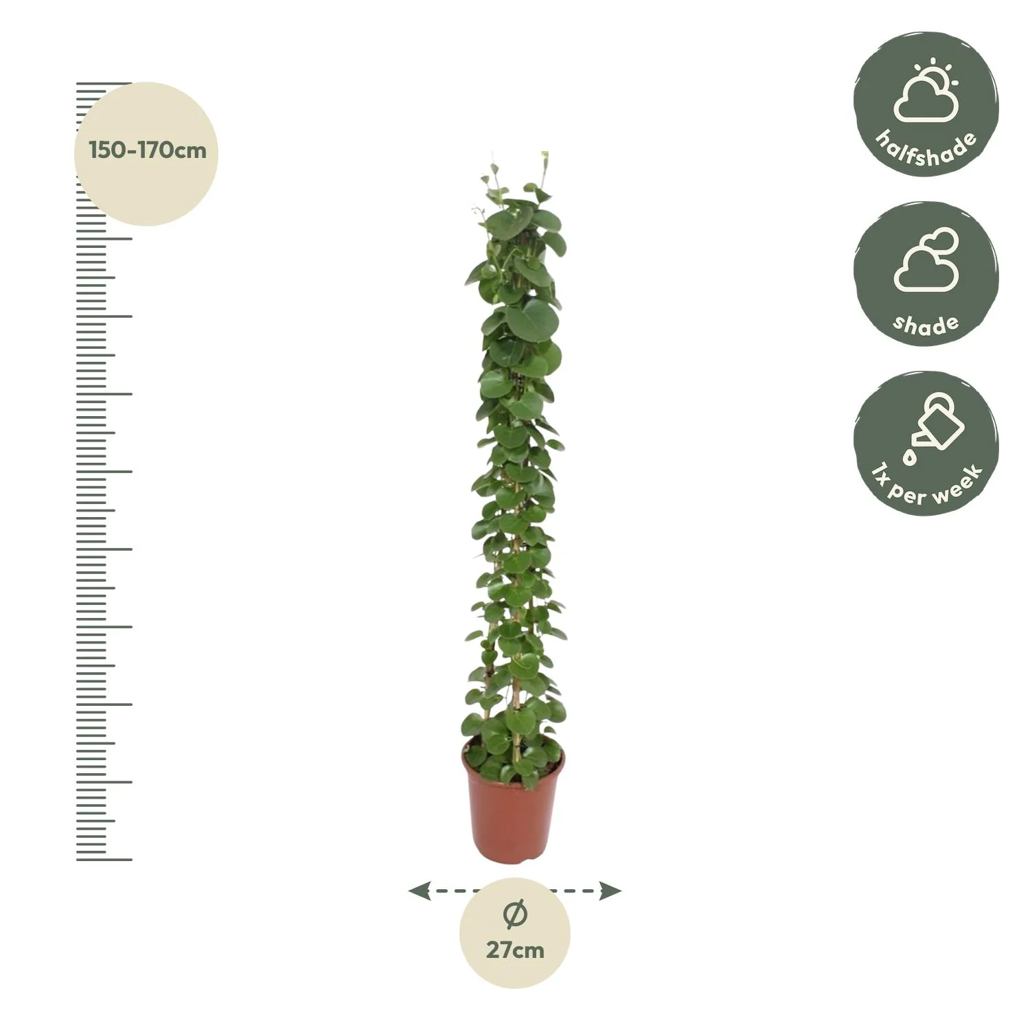 Cissus rotundifolia – Pflegeleichte Zimmerpflanze