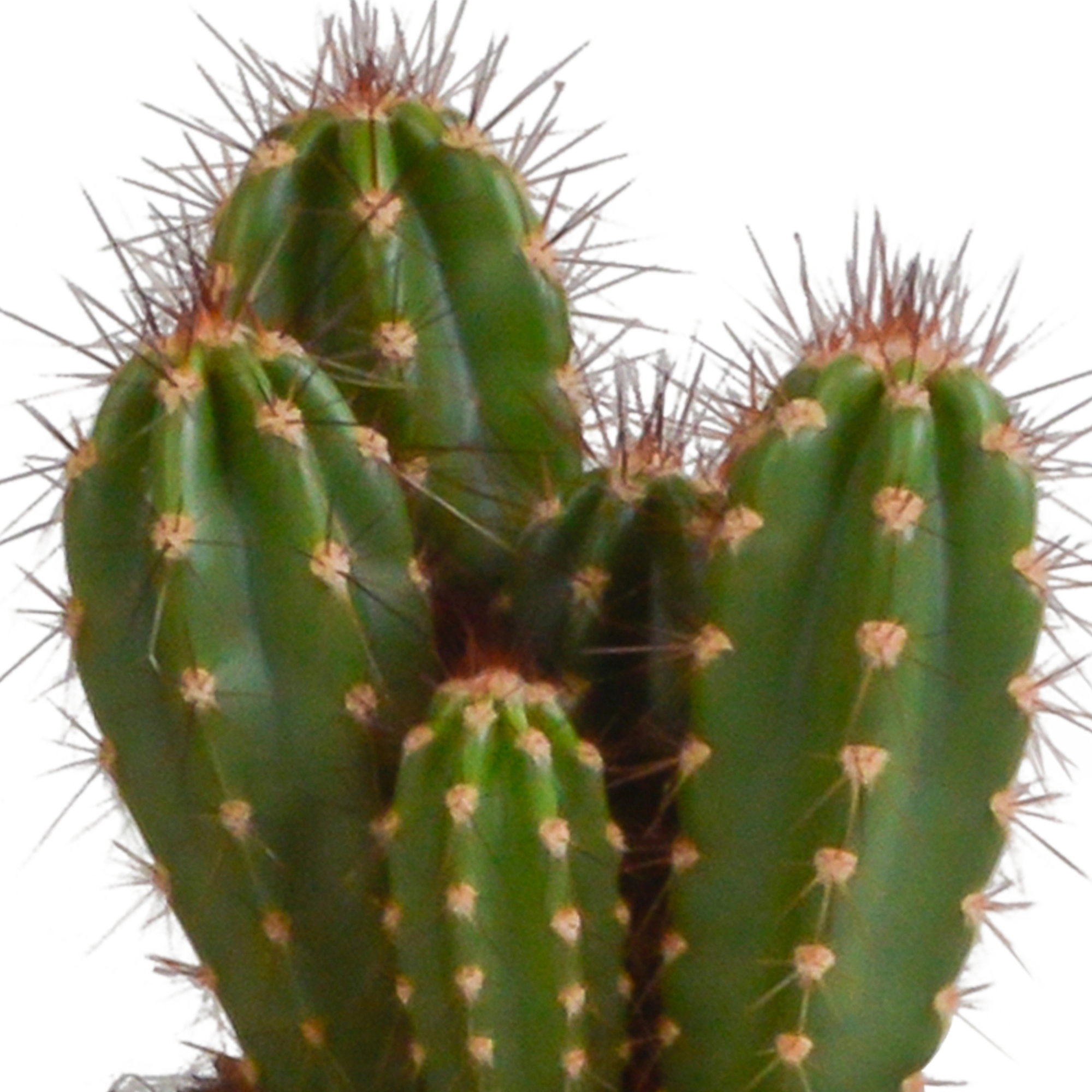 Cereus-Mischung 10,5 cm - 3x - in witte pot Bild 6