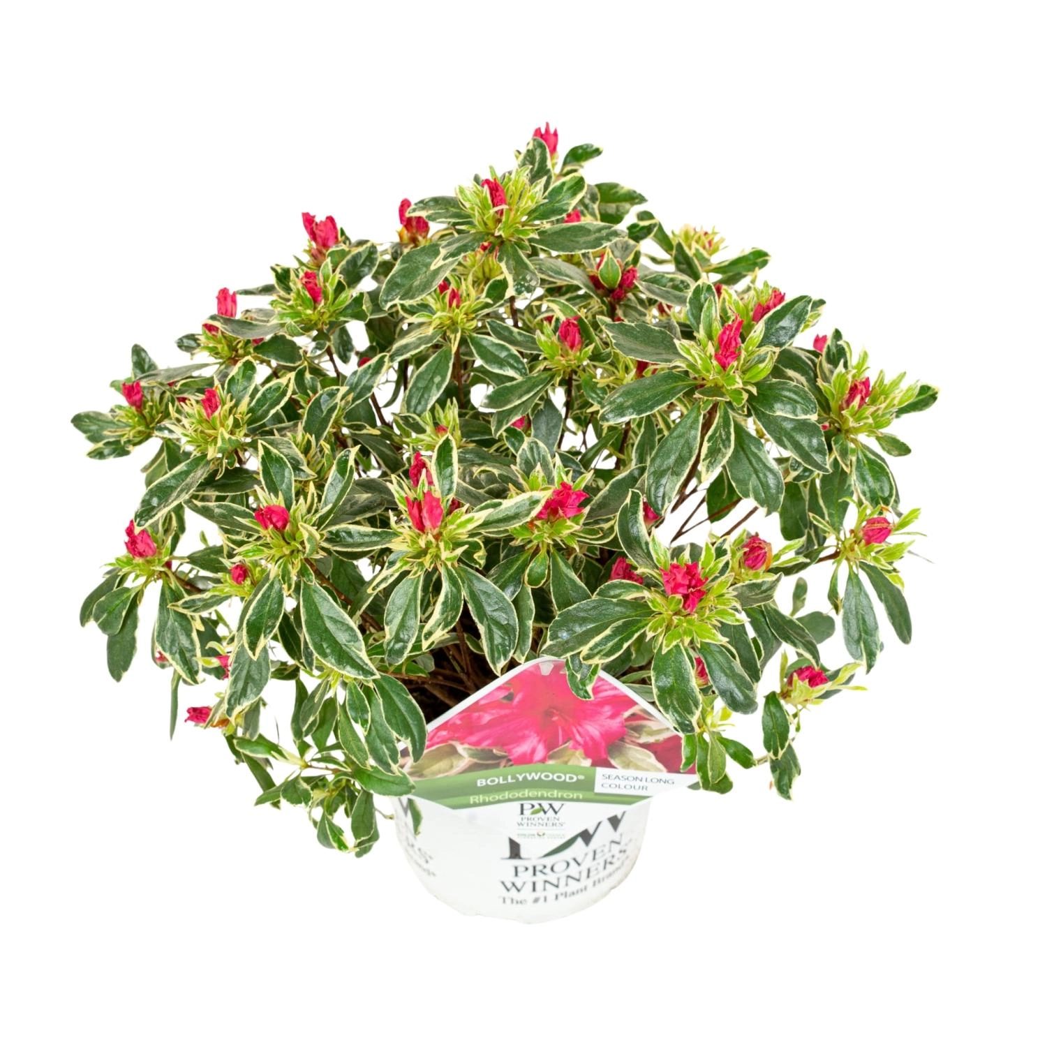 Azalee (Rhododendron) – blühend, 19 cm Topf, ca. 45 cm hoch