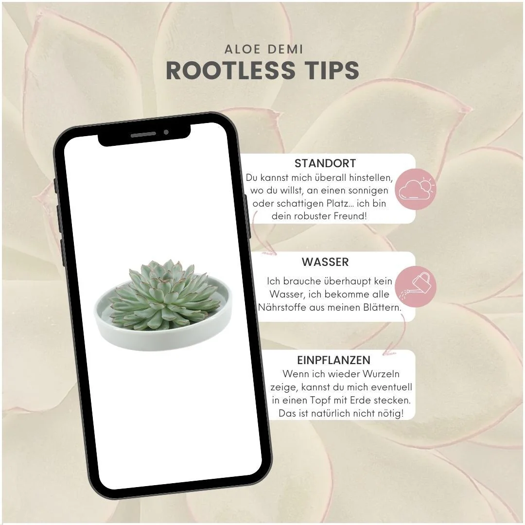 ROOTLESS Echeveria Pulidonis in Keramikschale Bild 13