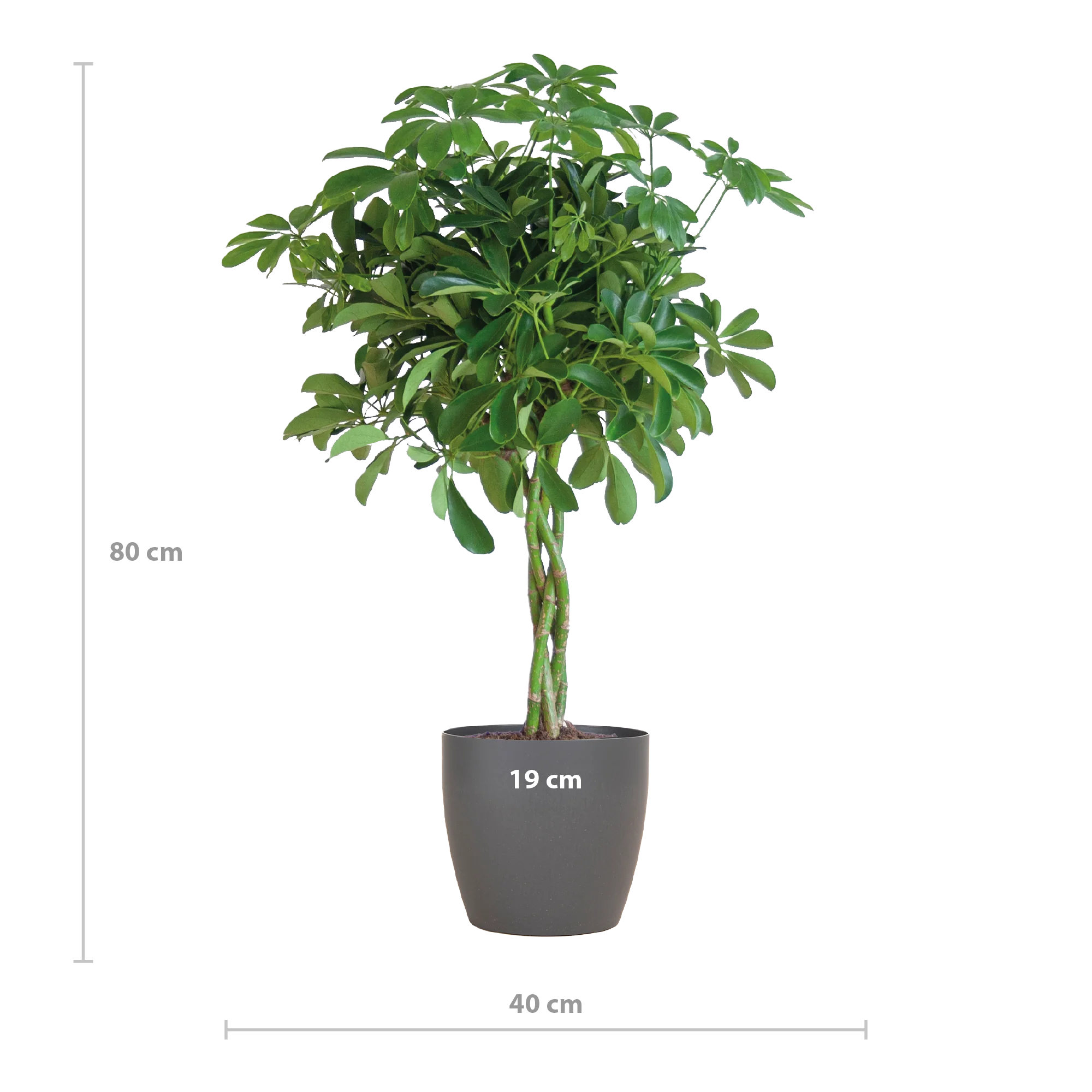 Schefflera Arab Nora mit Potter grau – 70 cm – Ø21 Bild 2