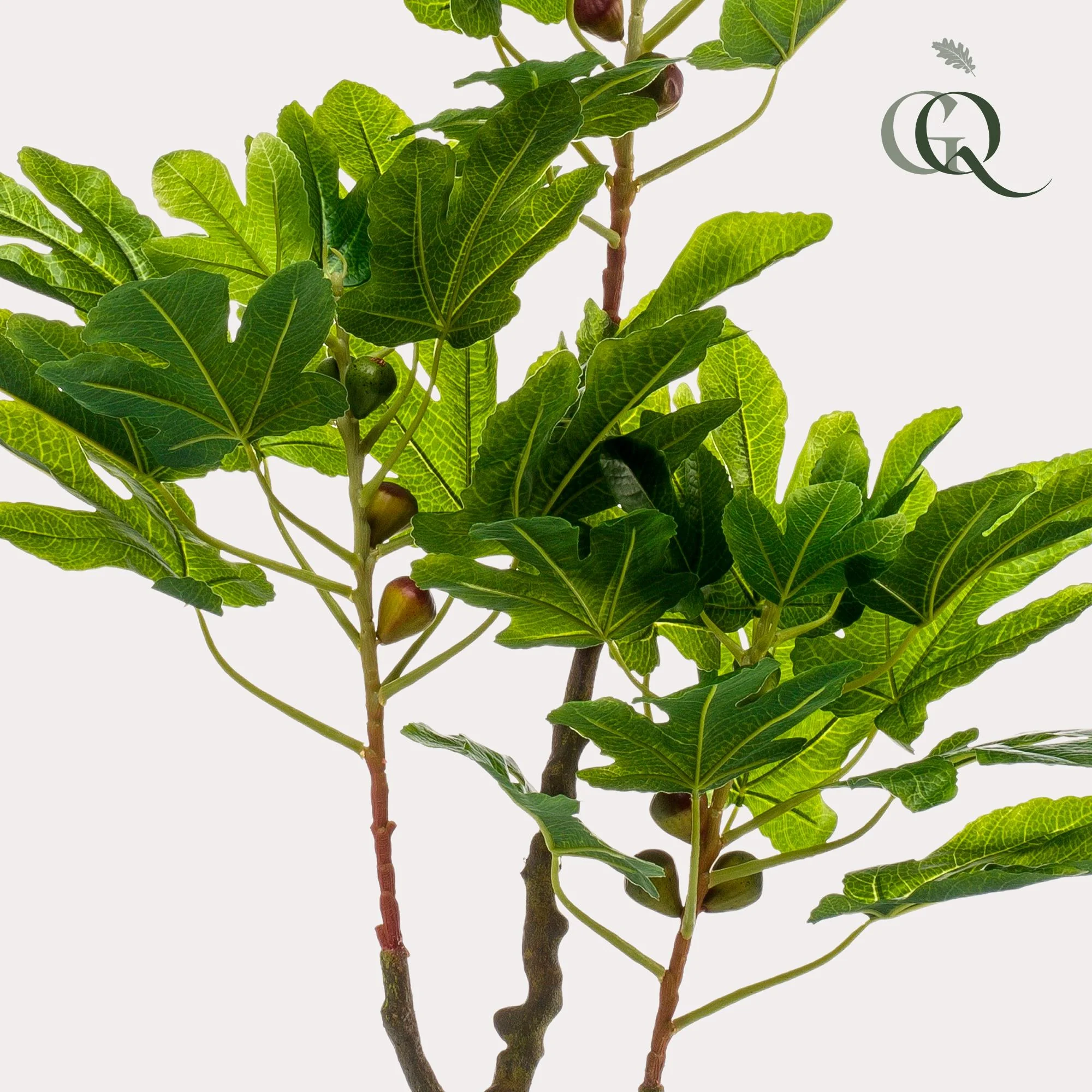 Kunstfeigenbaum – Ficus Carica