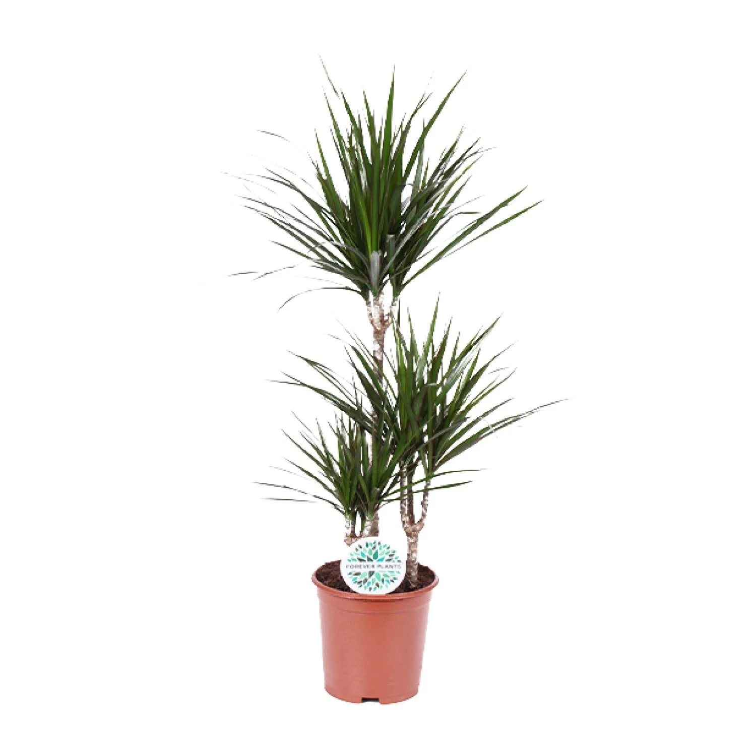 Dracaena Marginata – Pflegeleichte Zimmerpflanze
